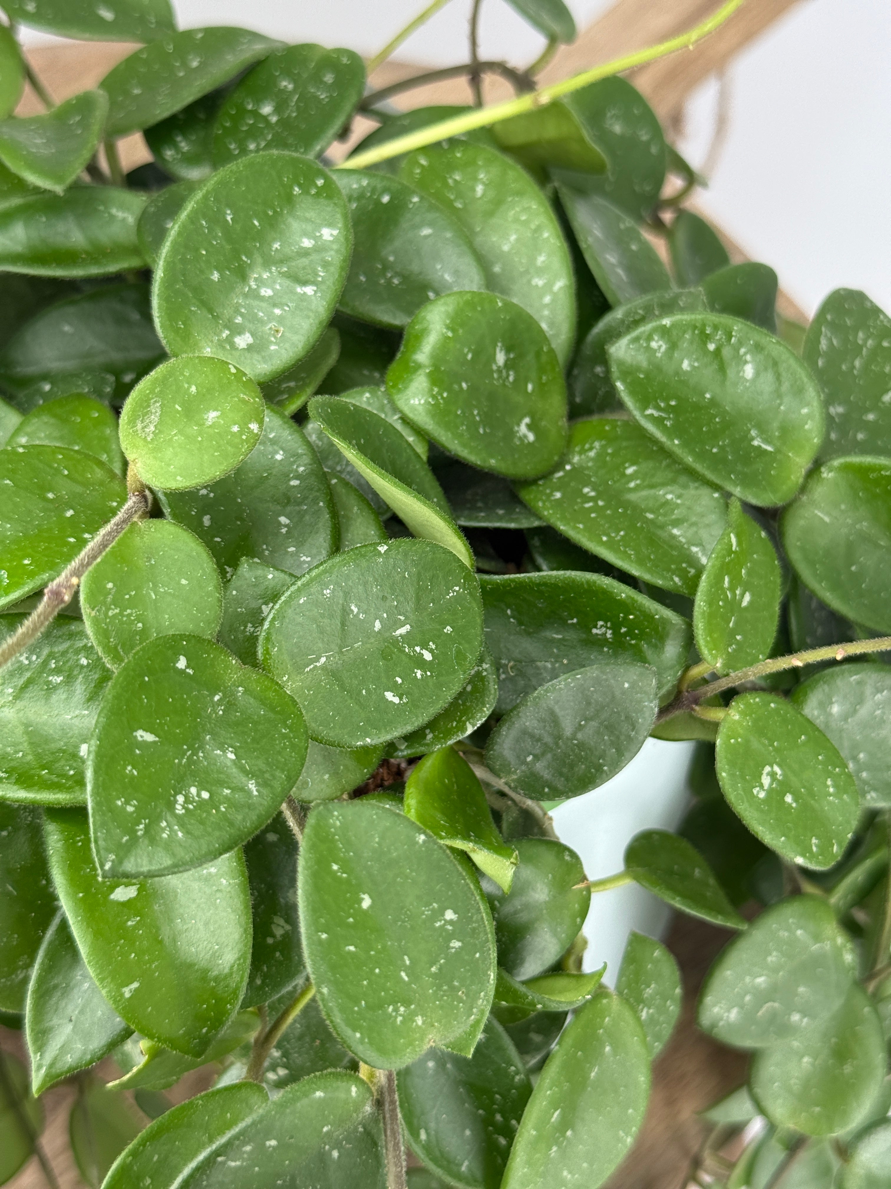 HOYA MATHILDE MIX M15