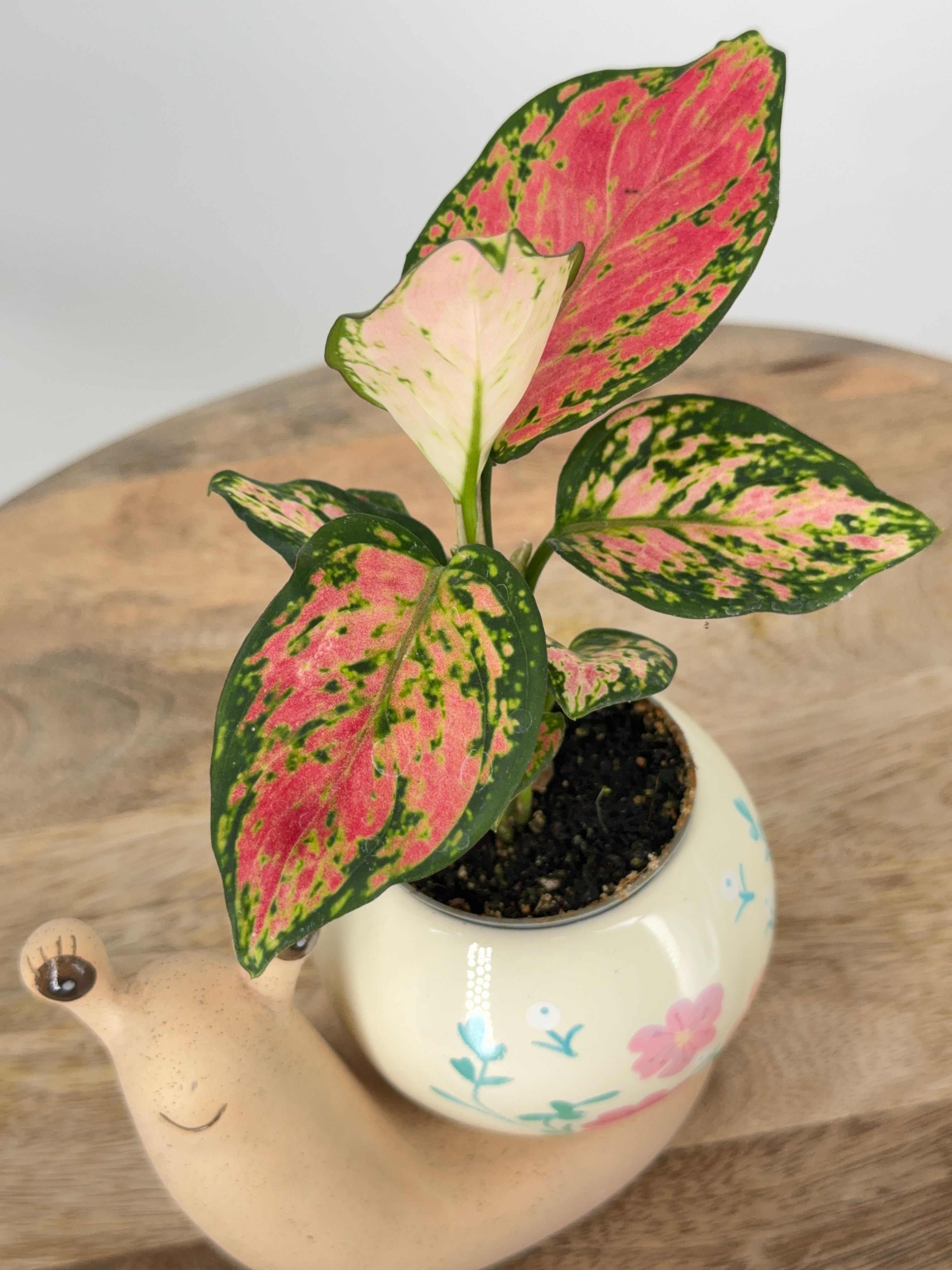 AGLAONEMA MIX M6