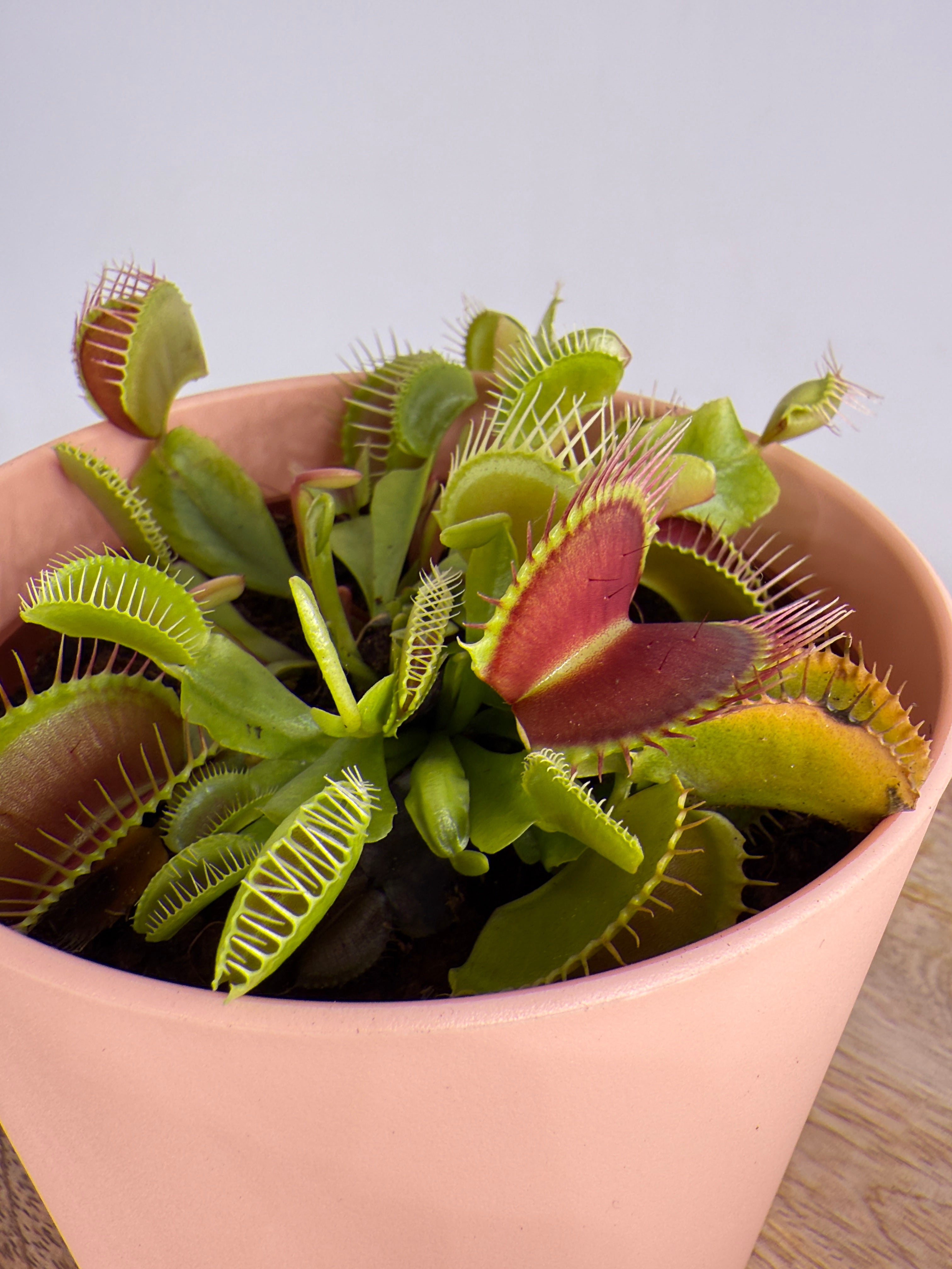 DIONAEA MUSCIPLA M12