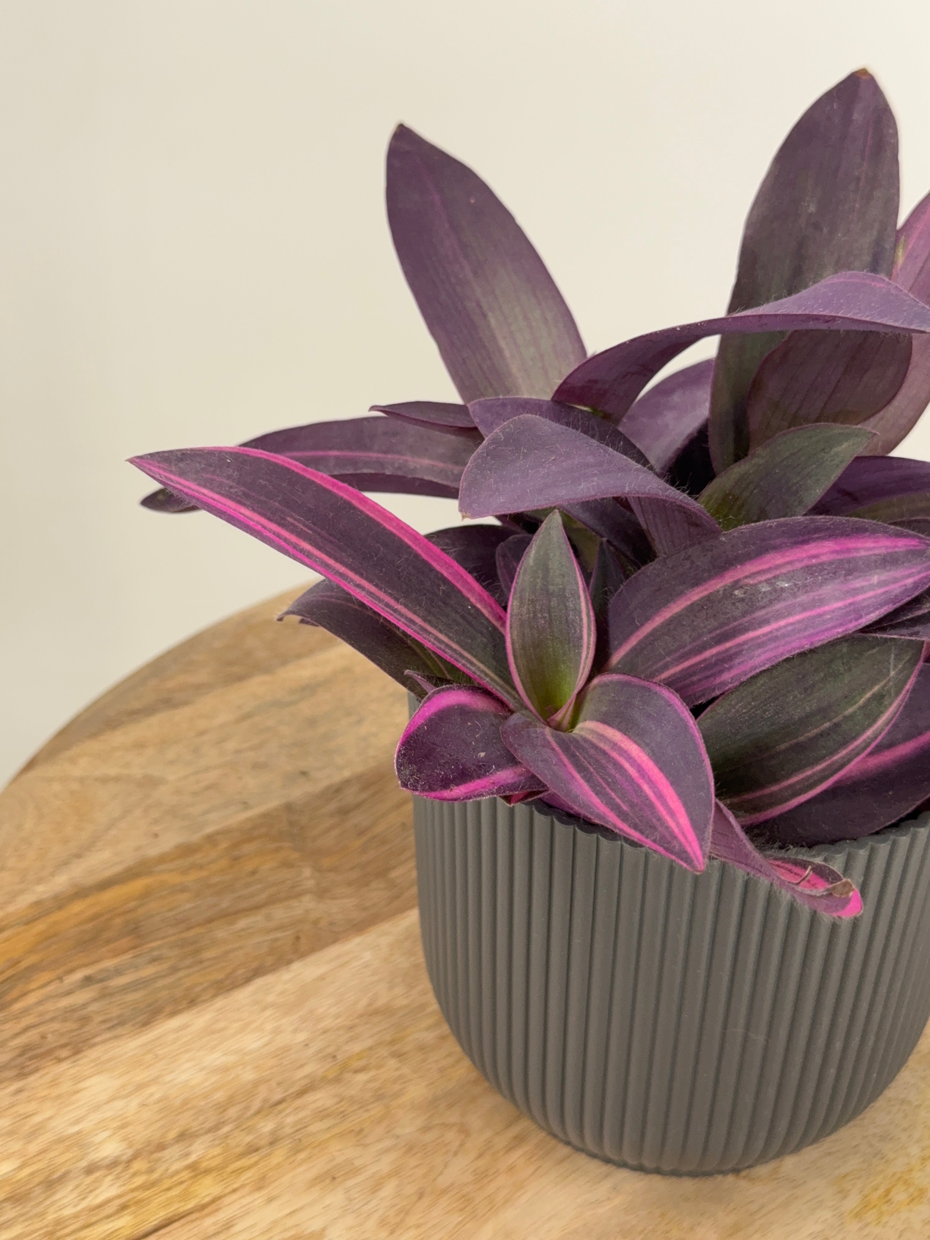 TRADESCANTIA PALLIDA "PURPUREA"