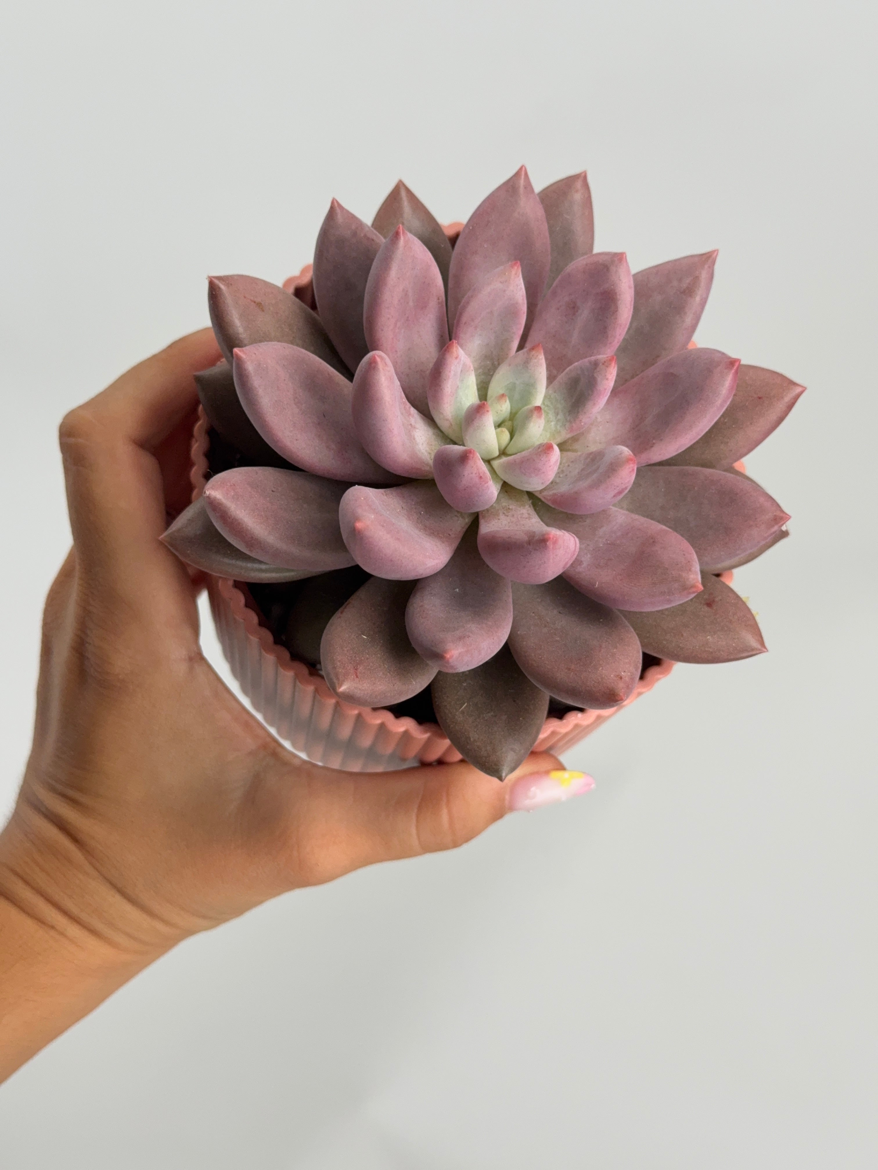 PACHYVERIA ROSY CROW M10.5