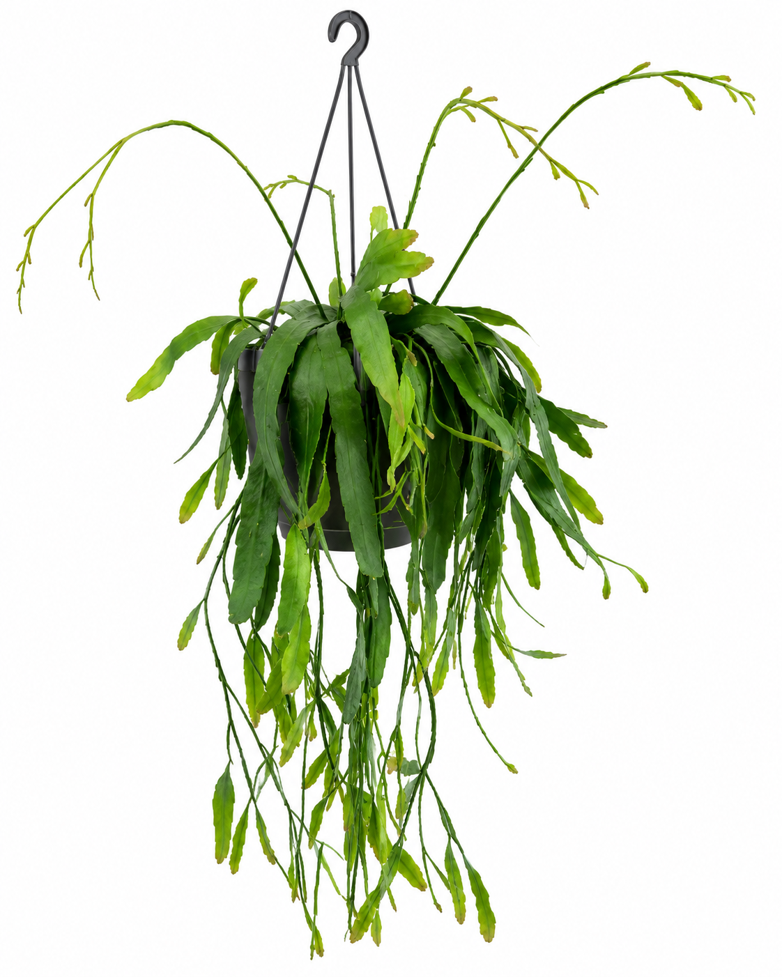 PSEUDORHIPSALIS RAMULOSA M14