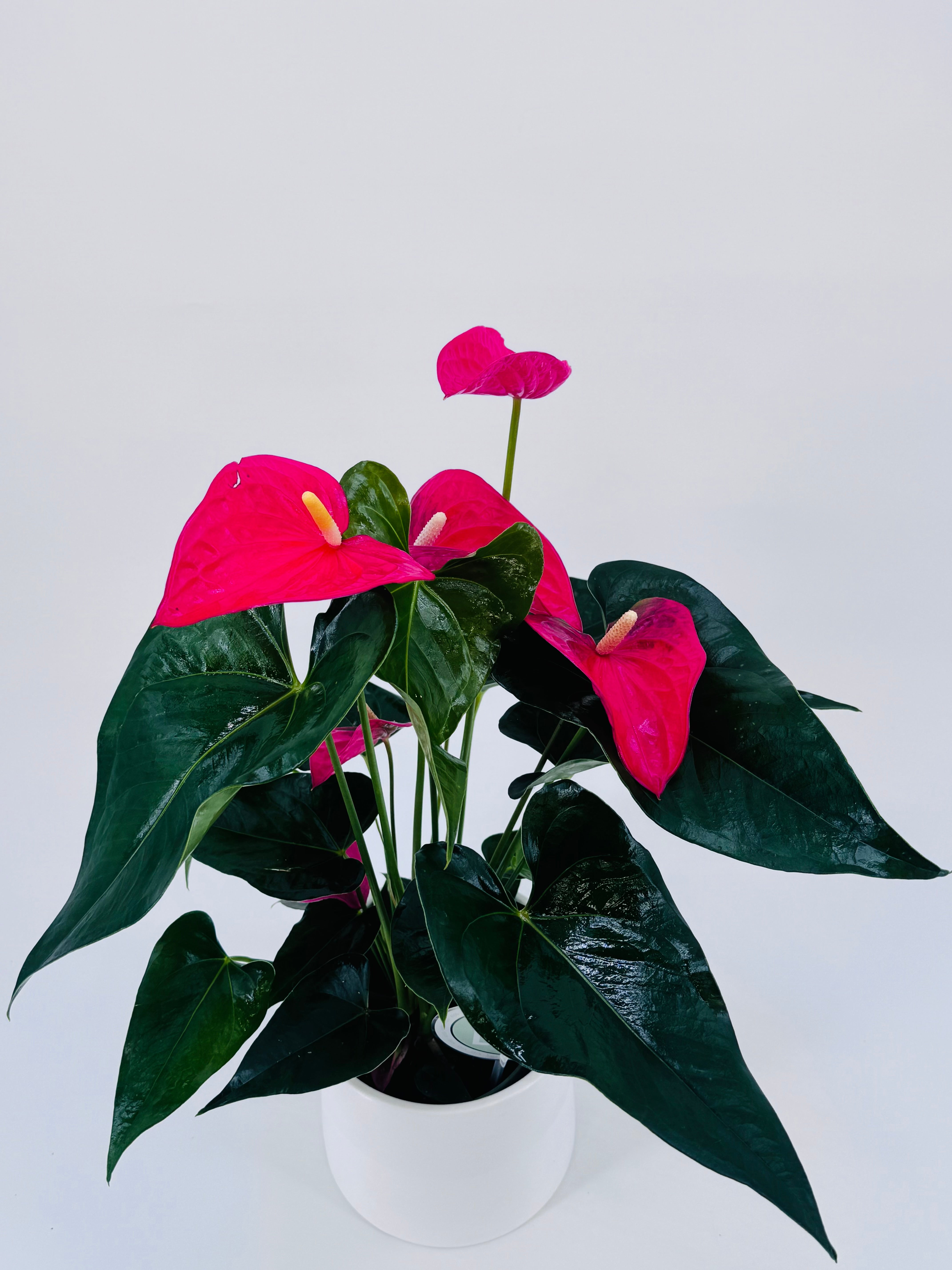 ANTHURIUM MIX M14