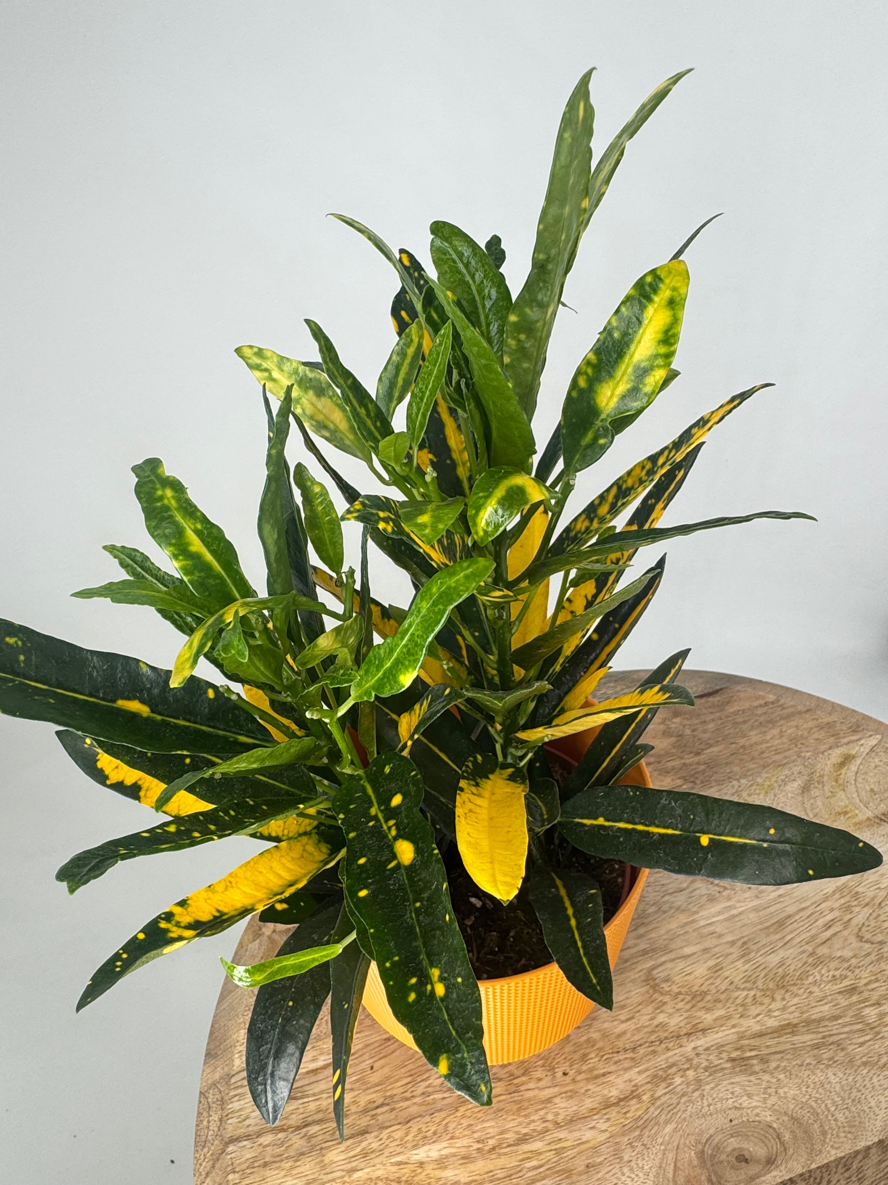 CROTON SUNNY STAR M12