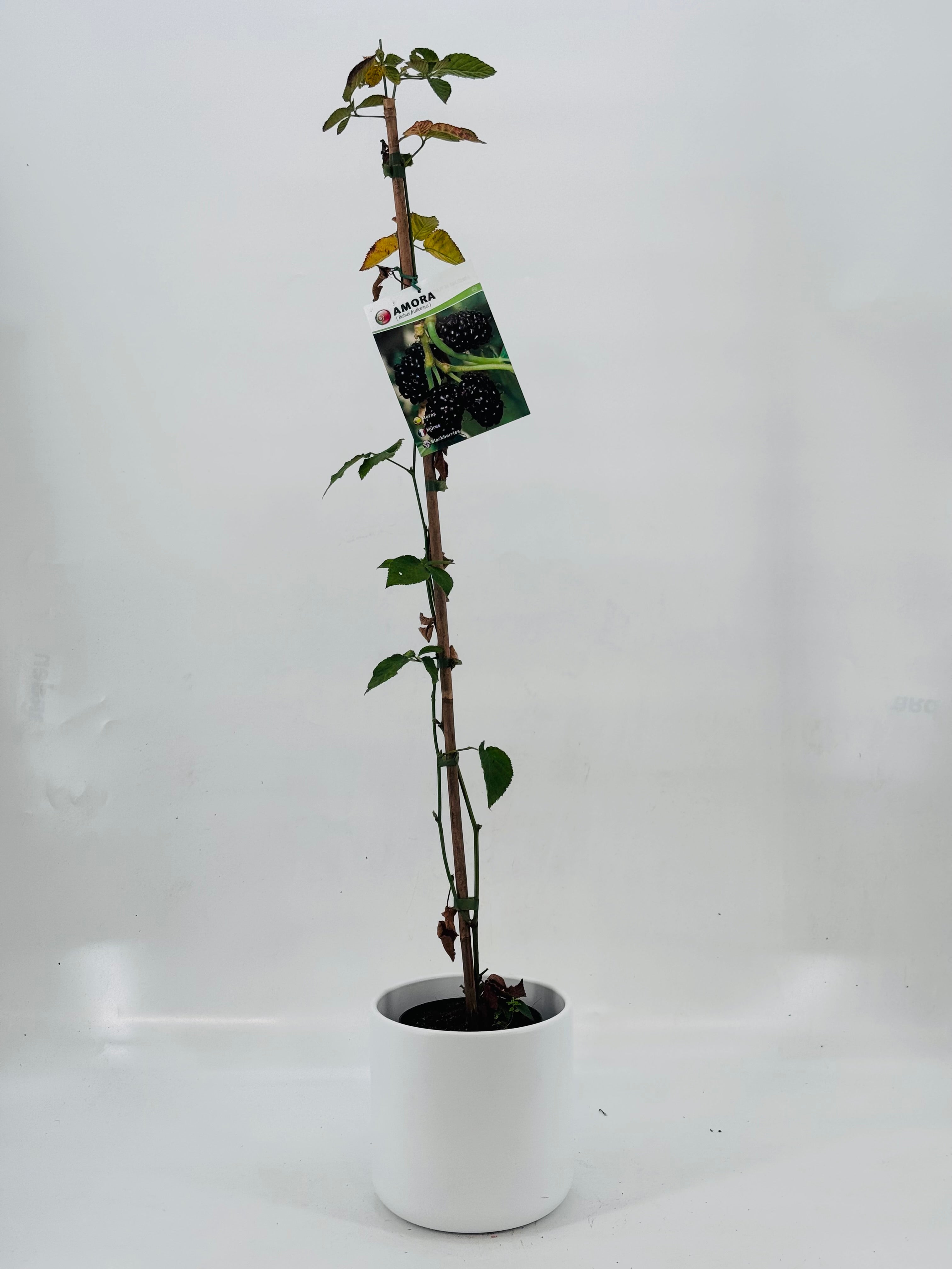 MORA NEGRA 3L RUBUS FRUTICOSUS