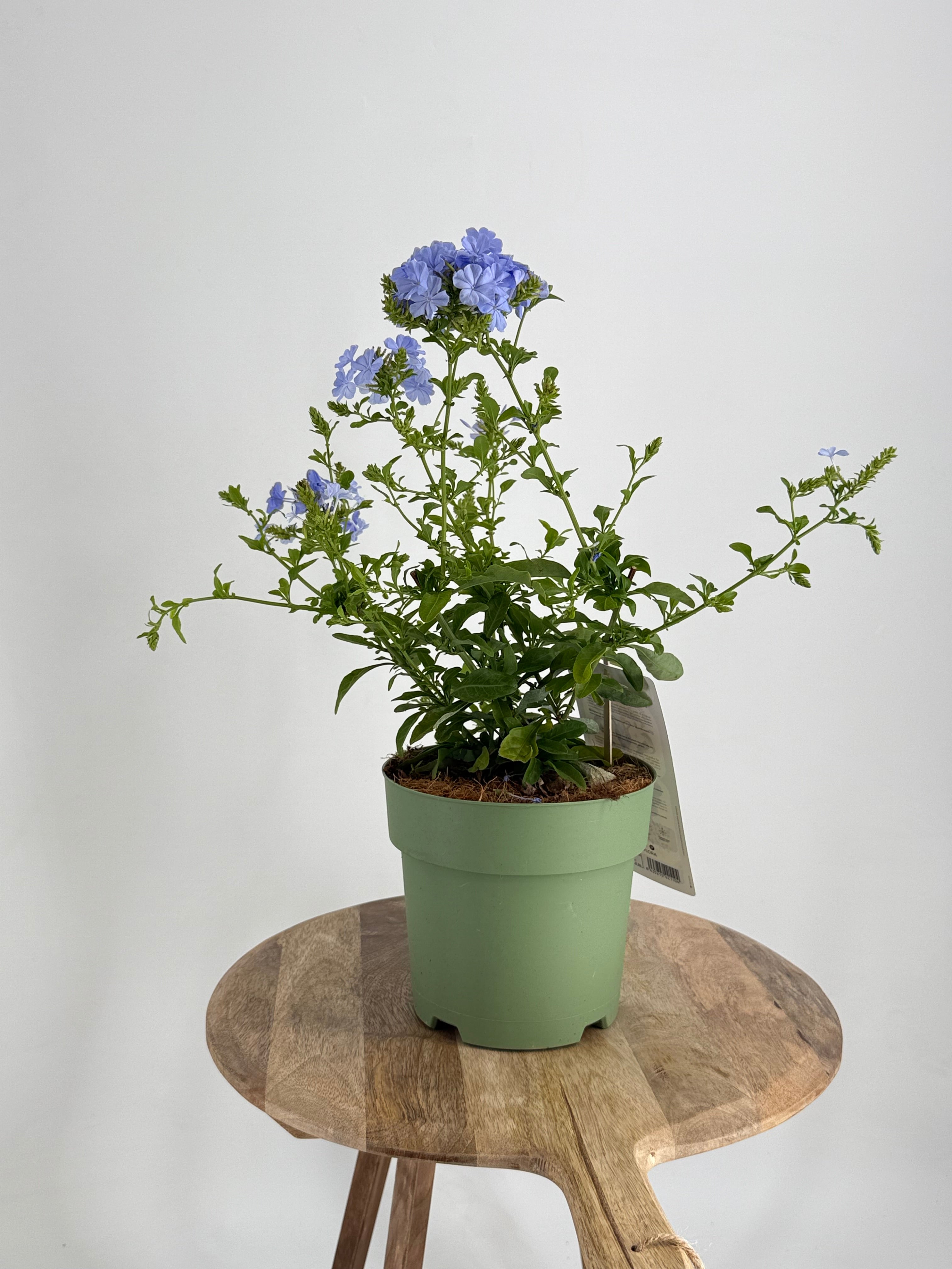 PLUMBAGO AURICULATA 2L