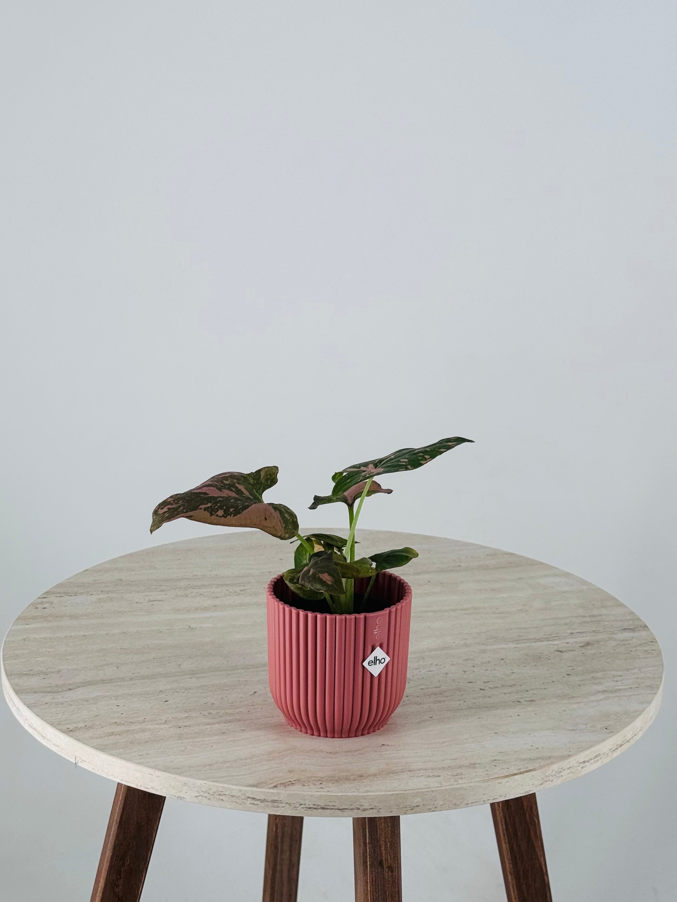 SYNGONIUM PINK SPLASH M6