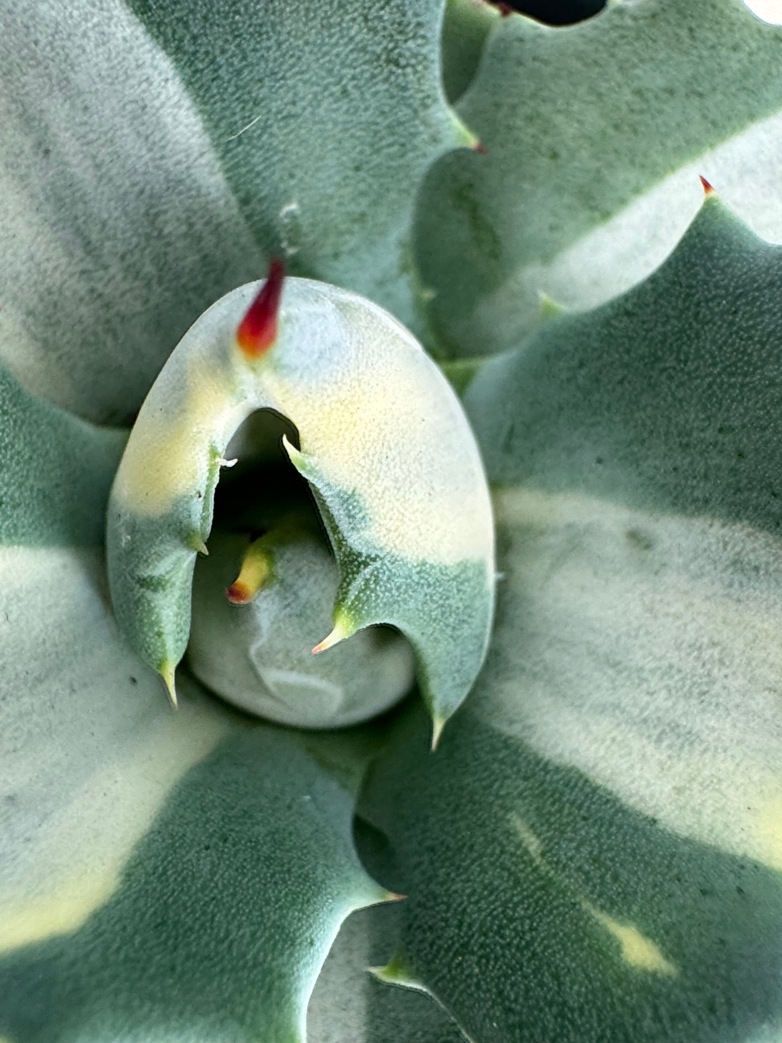 AGAVE POTATORUM