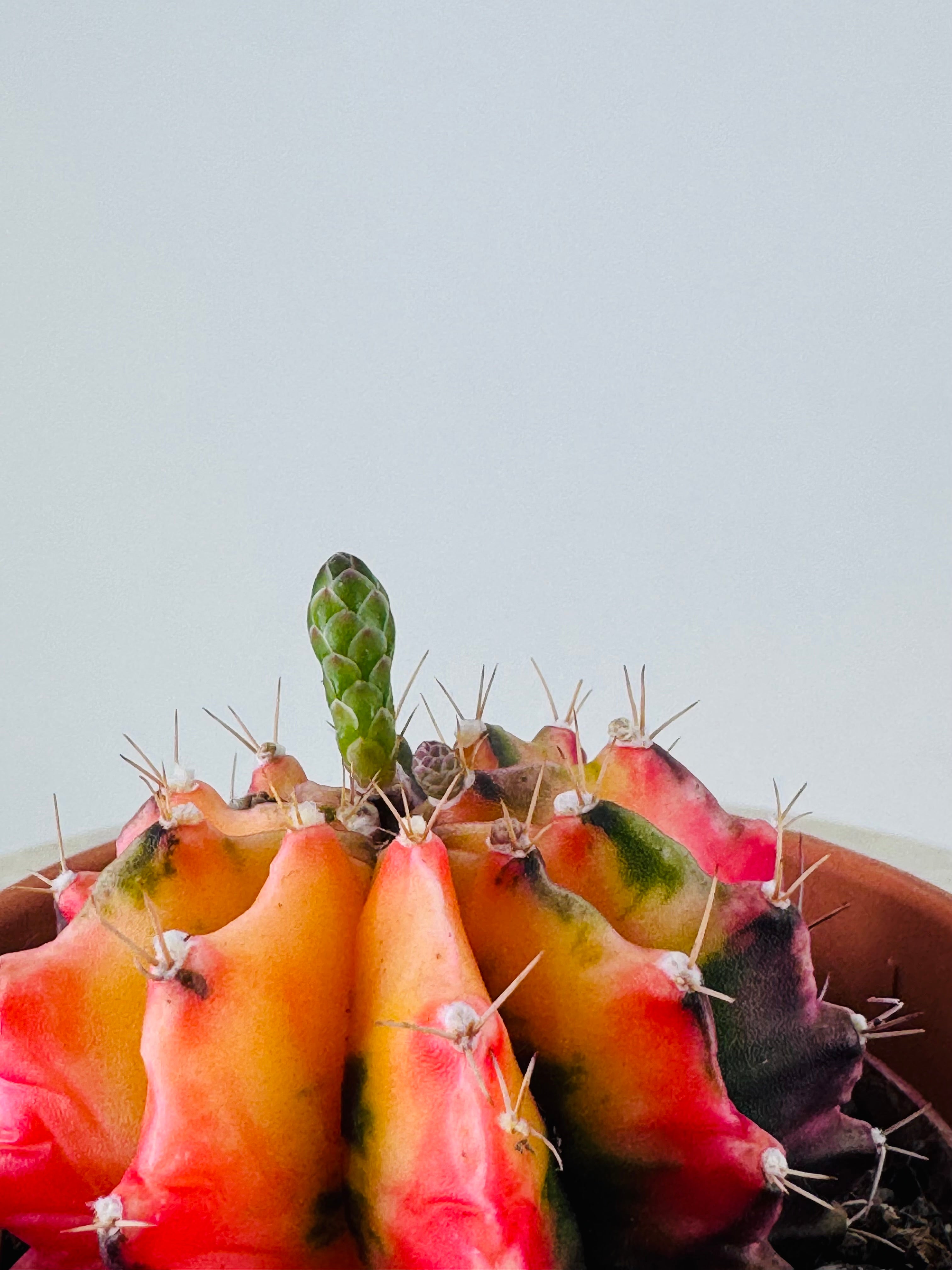 GYMNOCALYCIUM MILHANOVICHII KOI M8,5