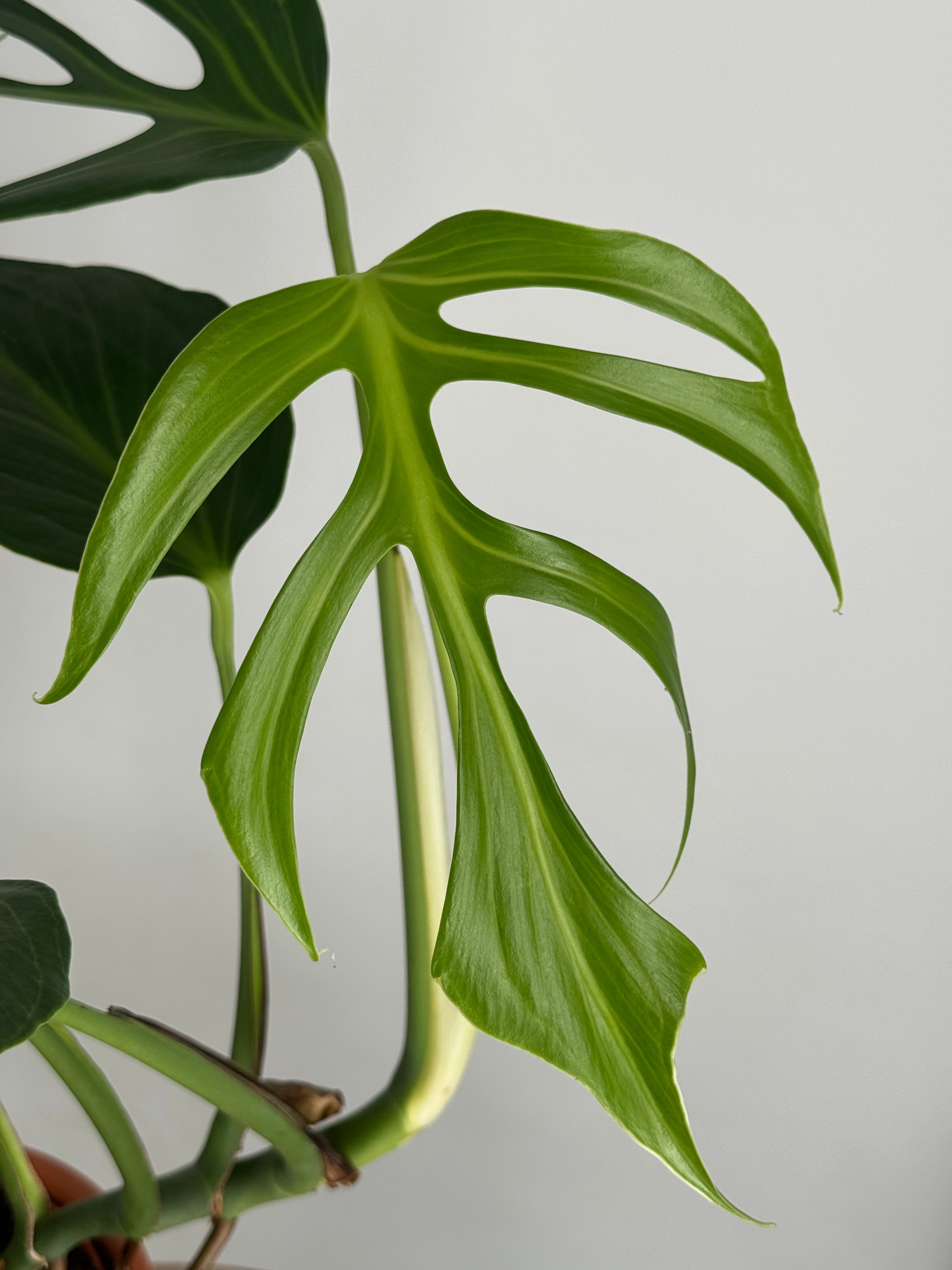 MONSTERA BURLE MARX M15