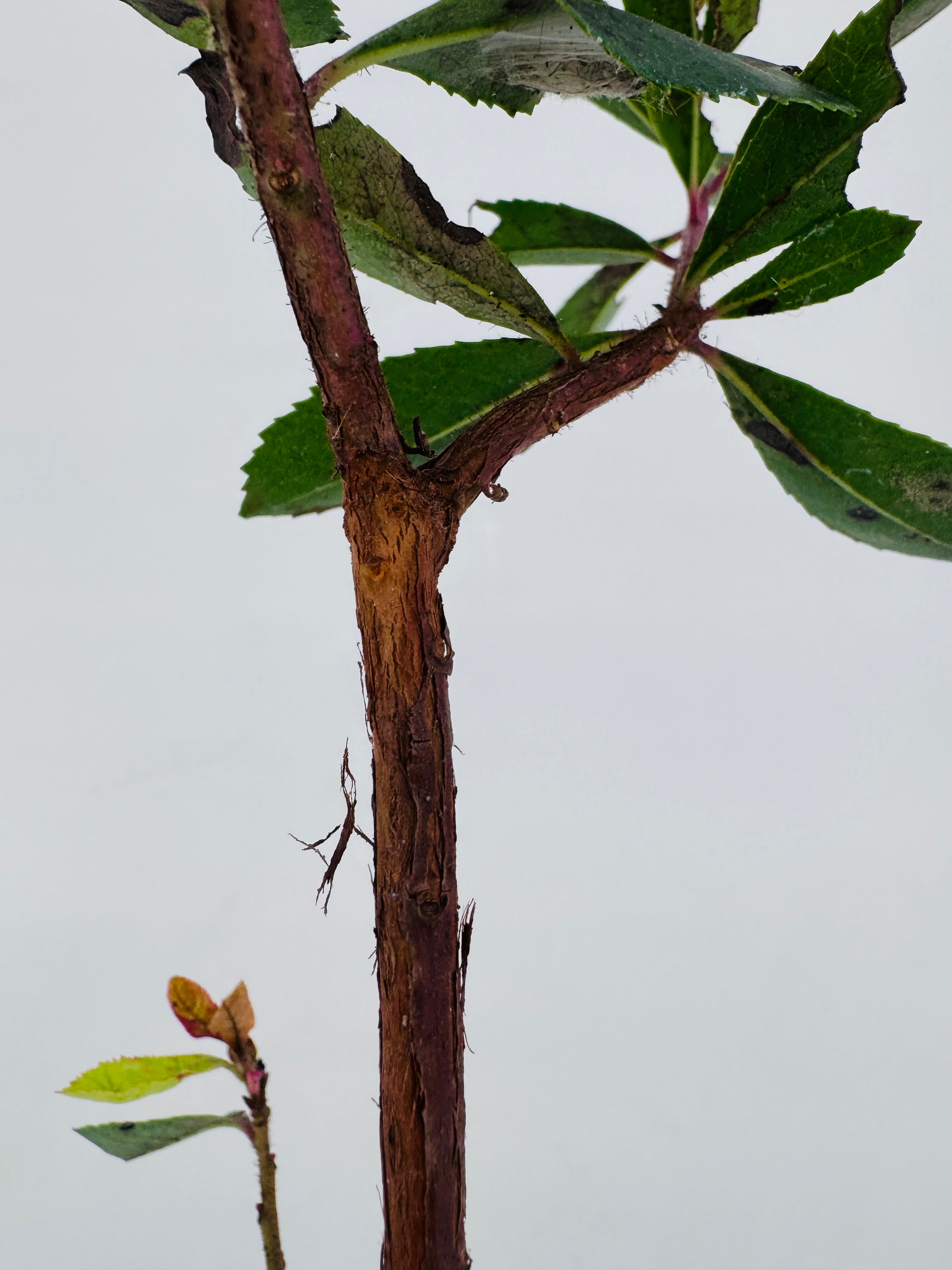 ARBUTUS UNEDO 3L TUBO
