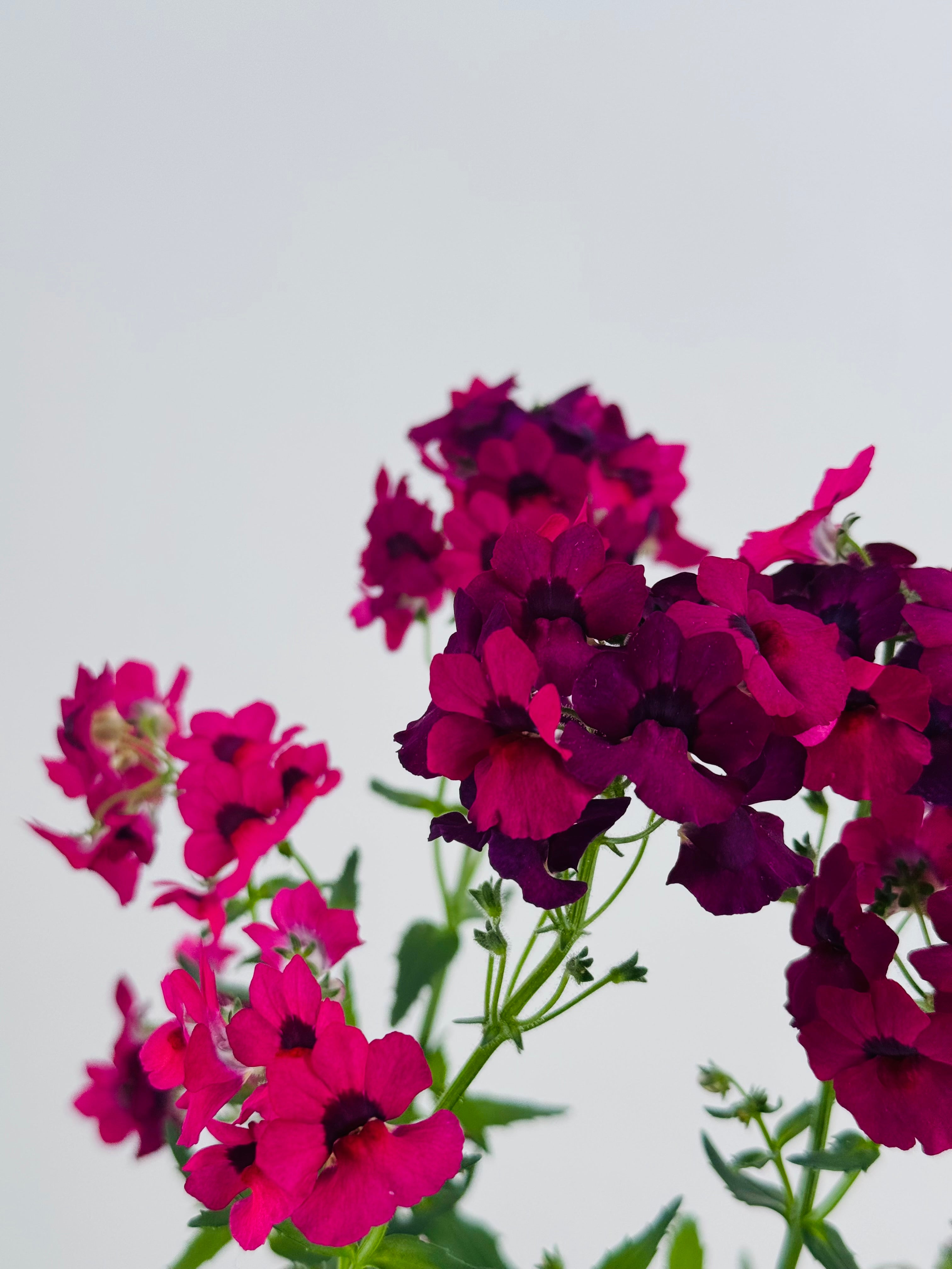 NEMESIA M13