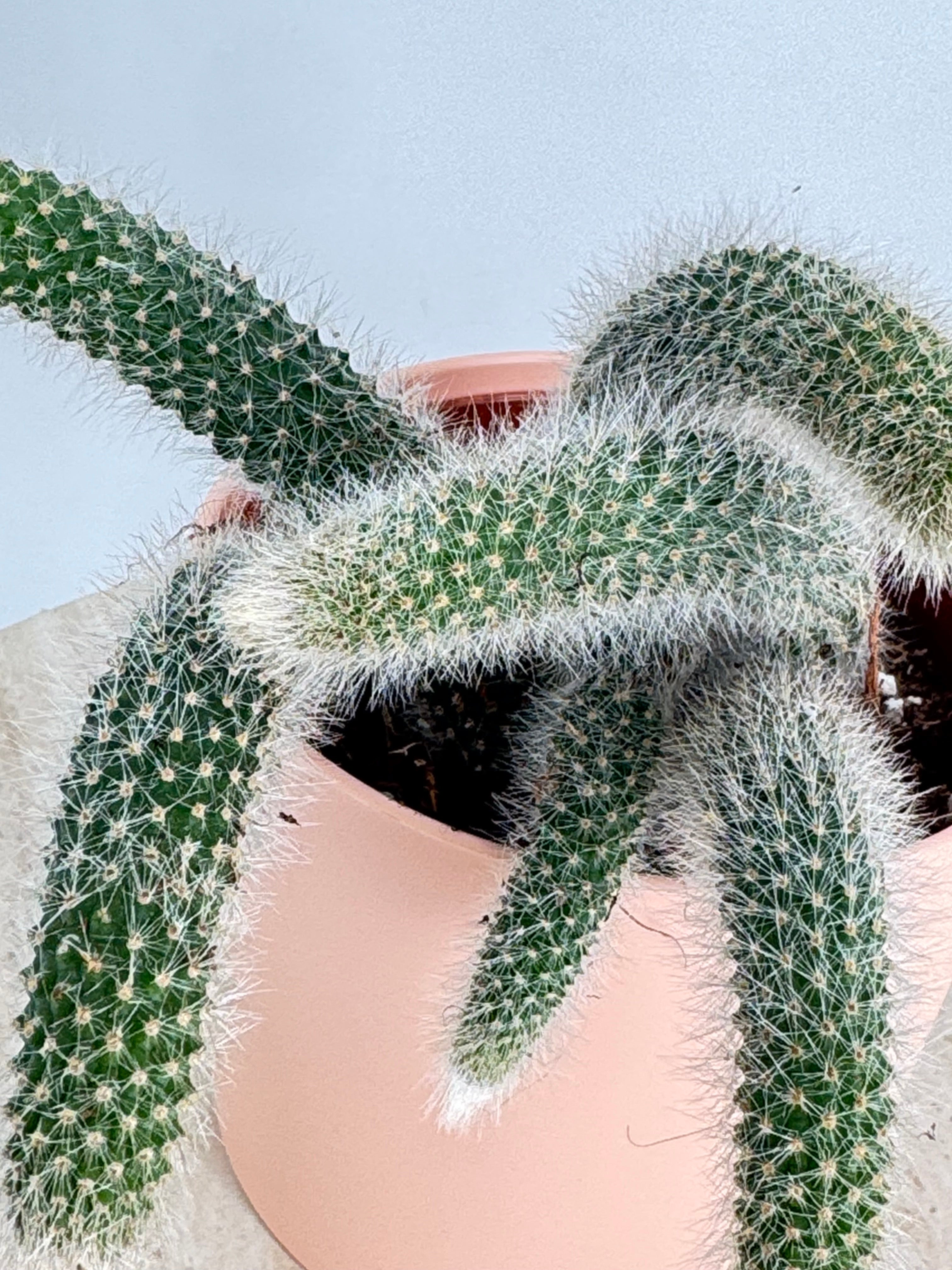 Cactus Cola de Mono con tallos largos y espinas blancas sedosas en una maceta redonda de color rosa suave.
