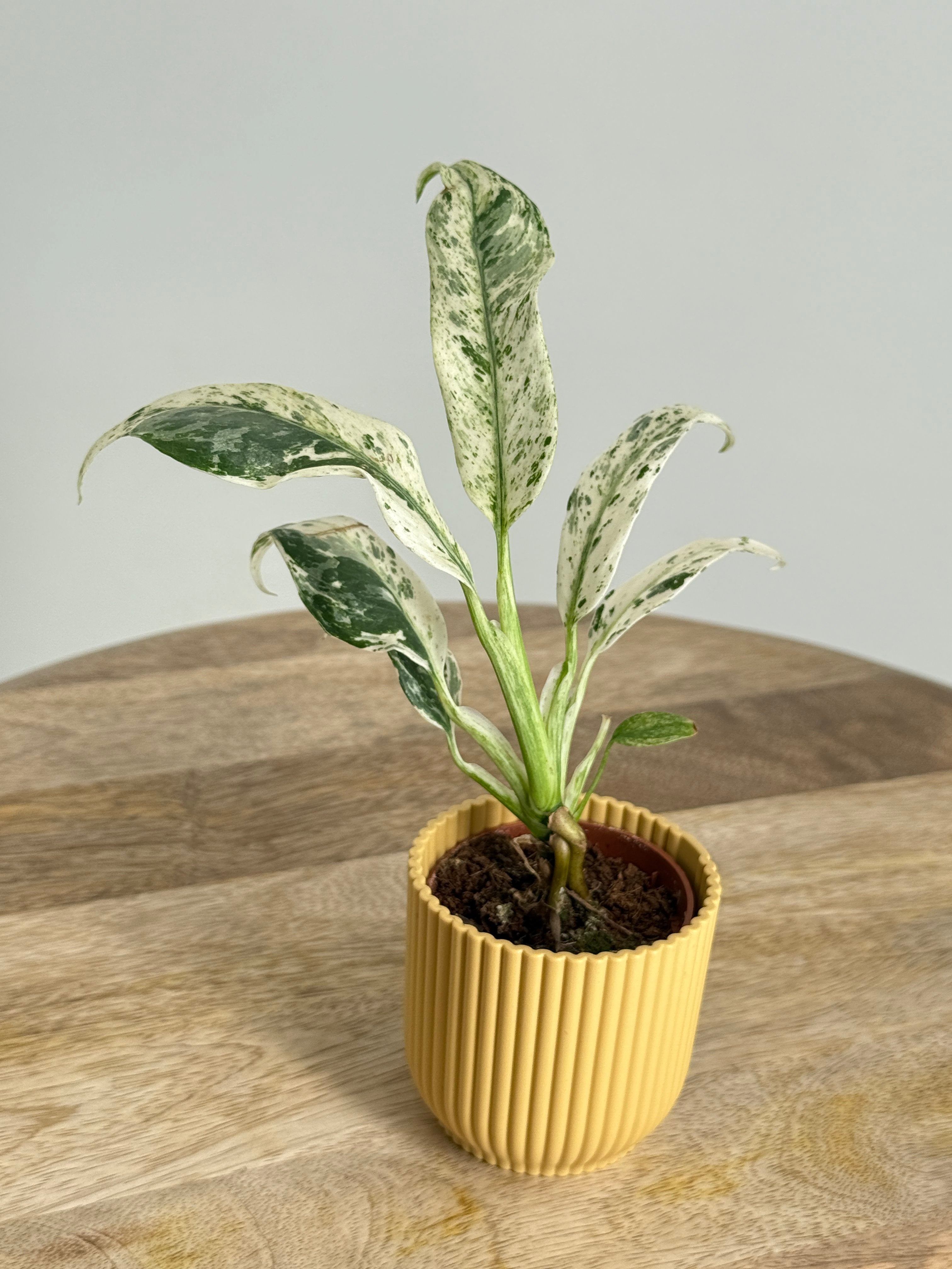 RAPHIDOPHORA PUBERULA VARIEGATA M6
