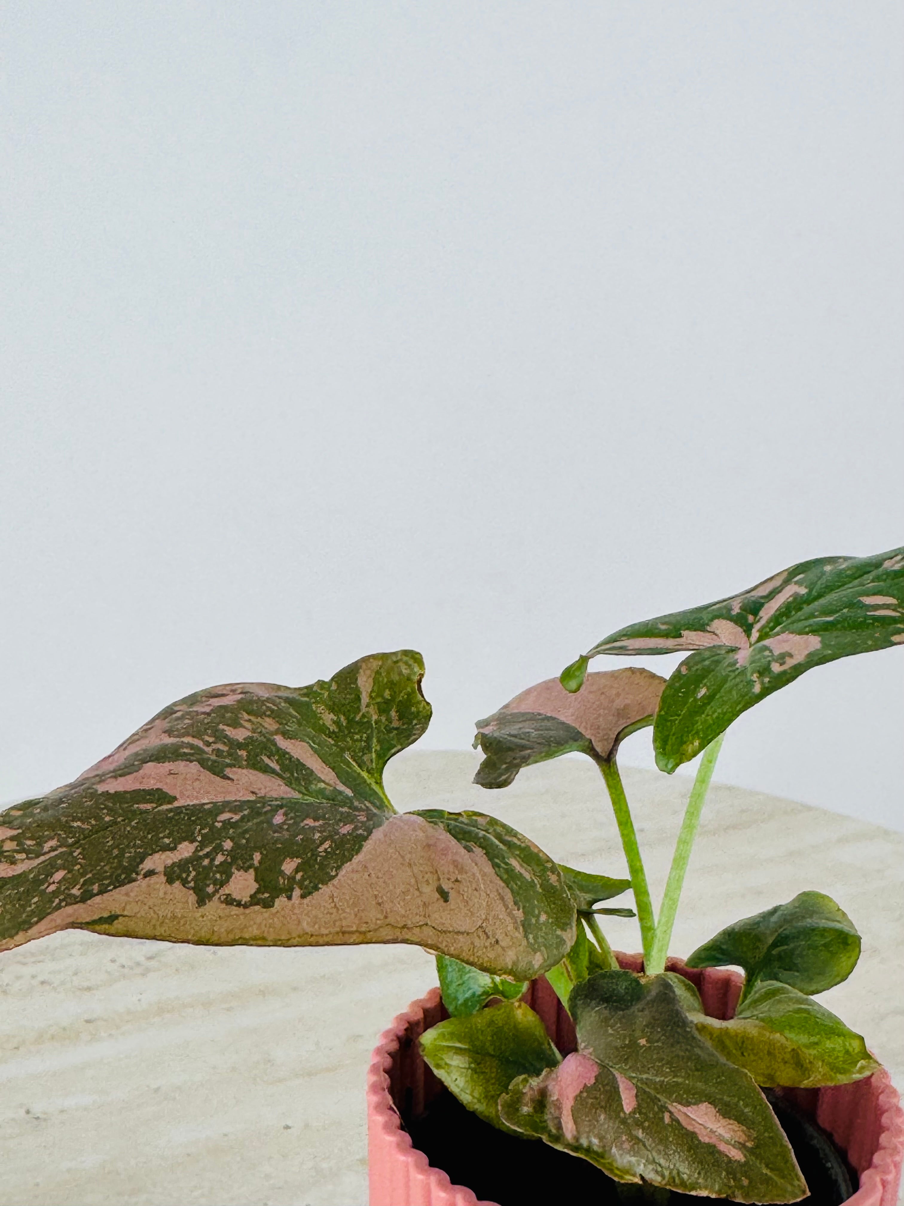 SYNGONIUM PINK SPLASH M6
