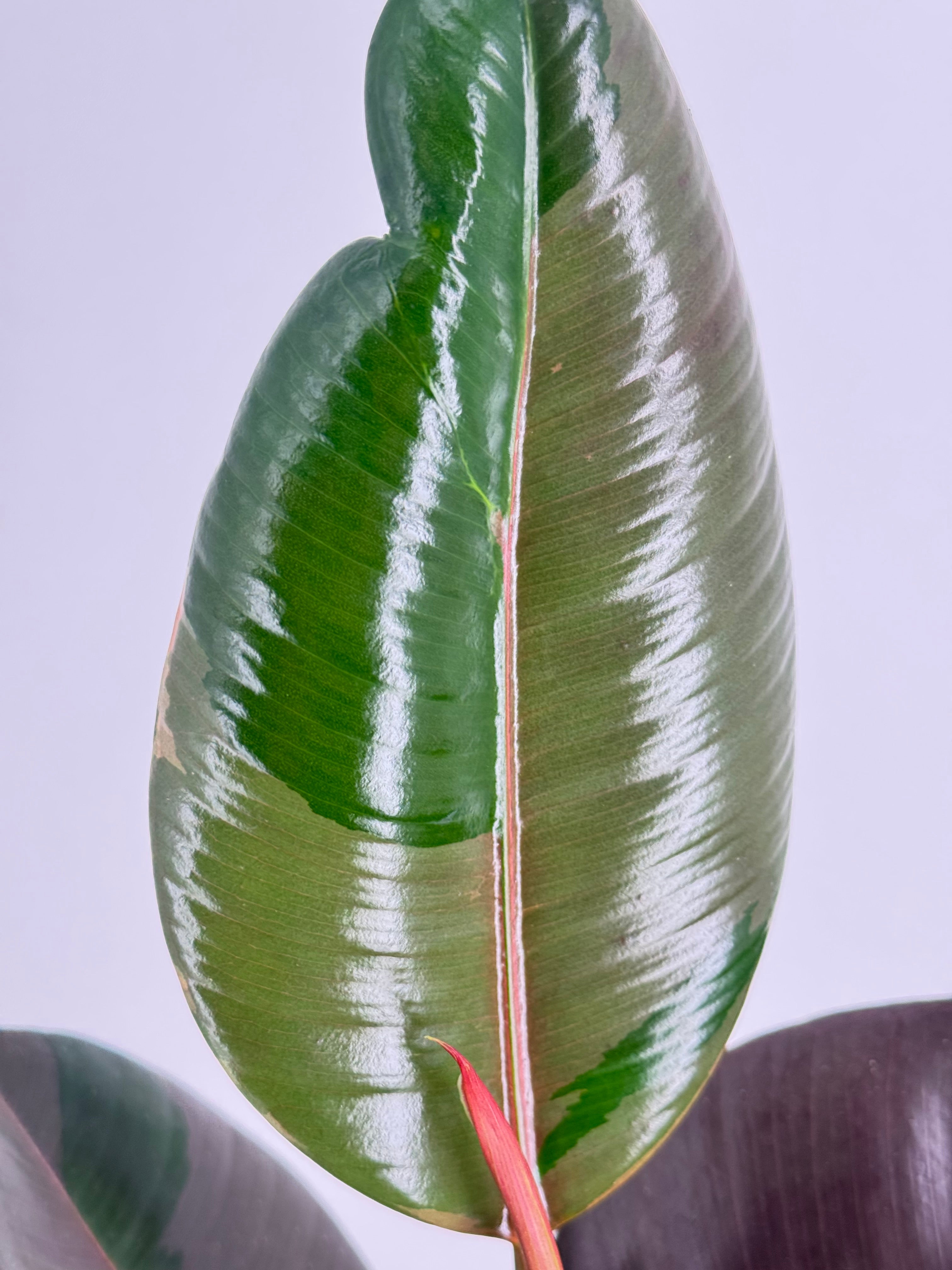 FICUS ELASTICA MIX M14