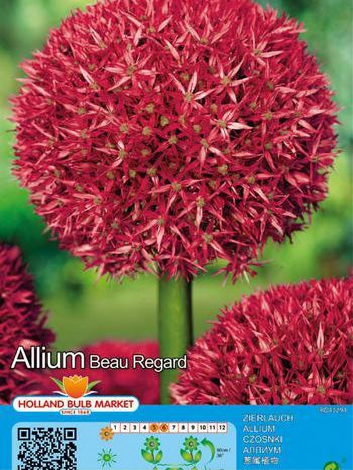 ALLIUM BEAU REGARD
