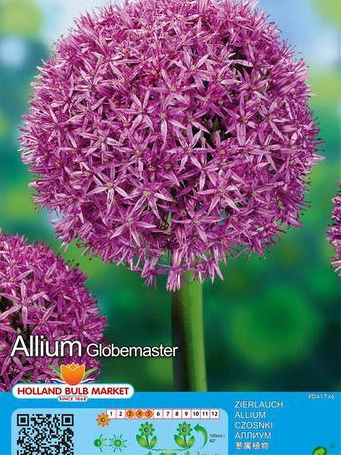 ALLIUM GLOBEMASTER