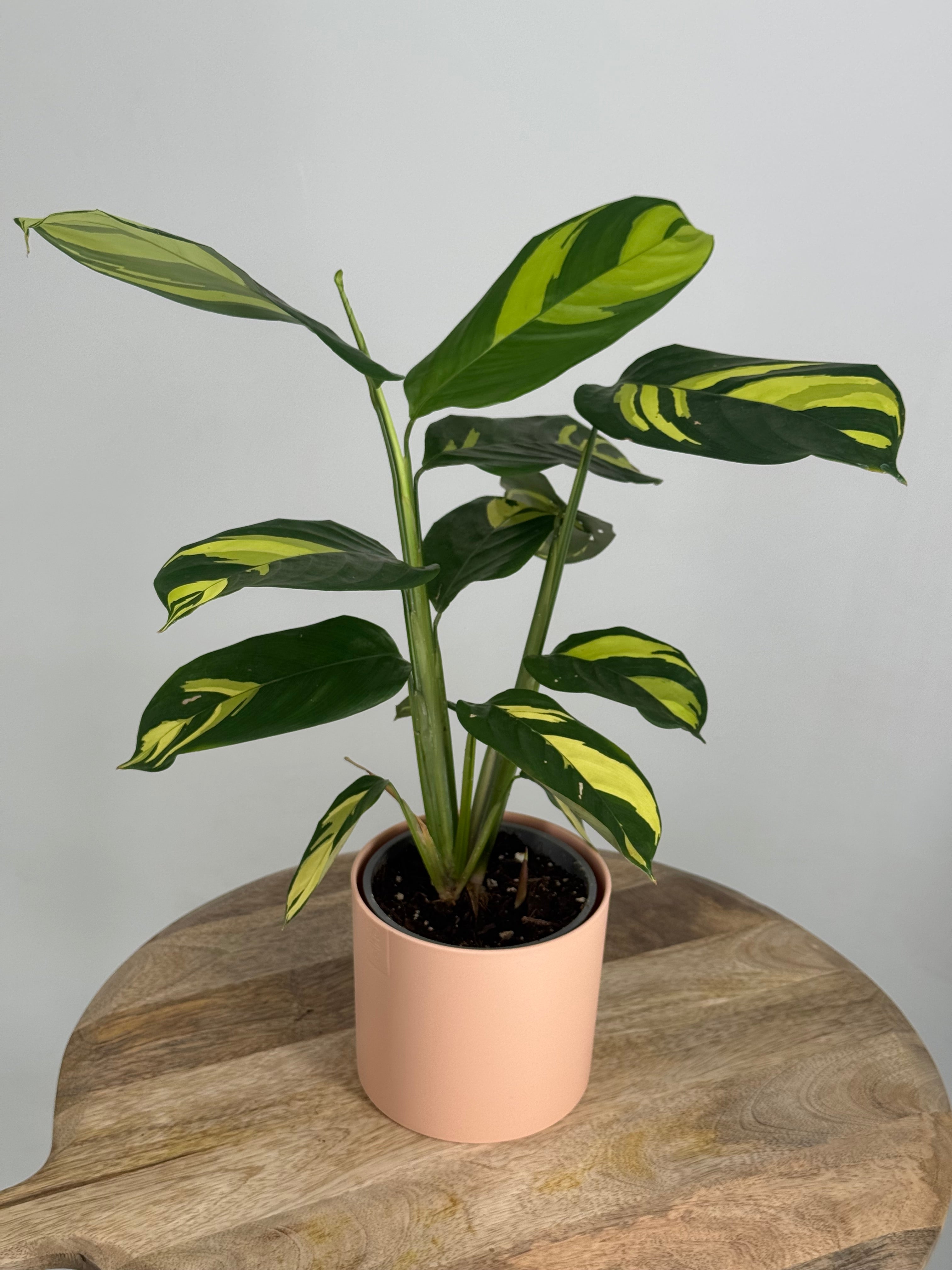 CALATHEA PILOSA M12