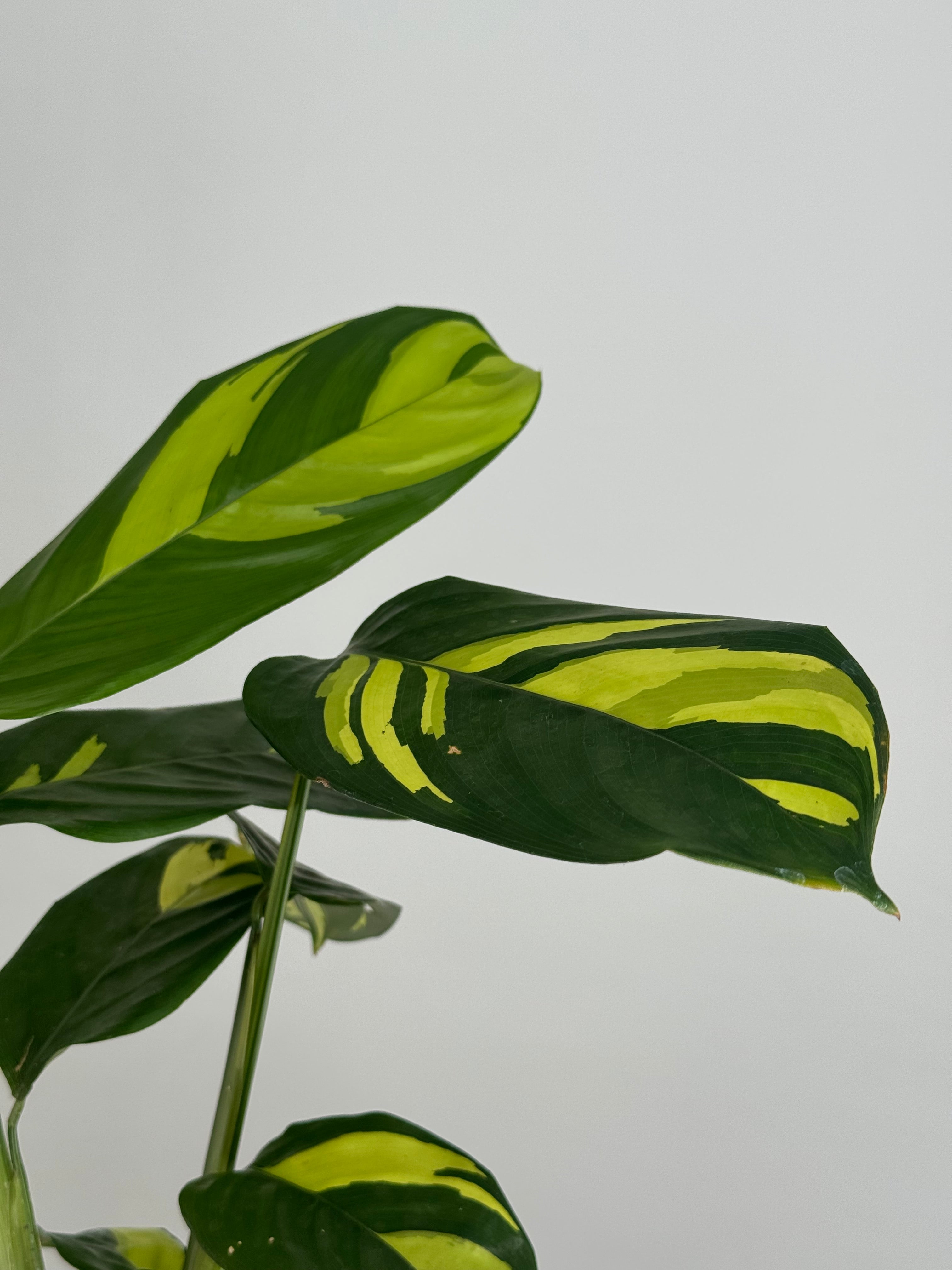 CALATHEA PILOSA M12