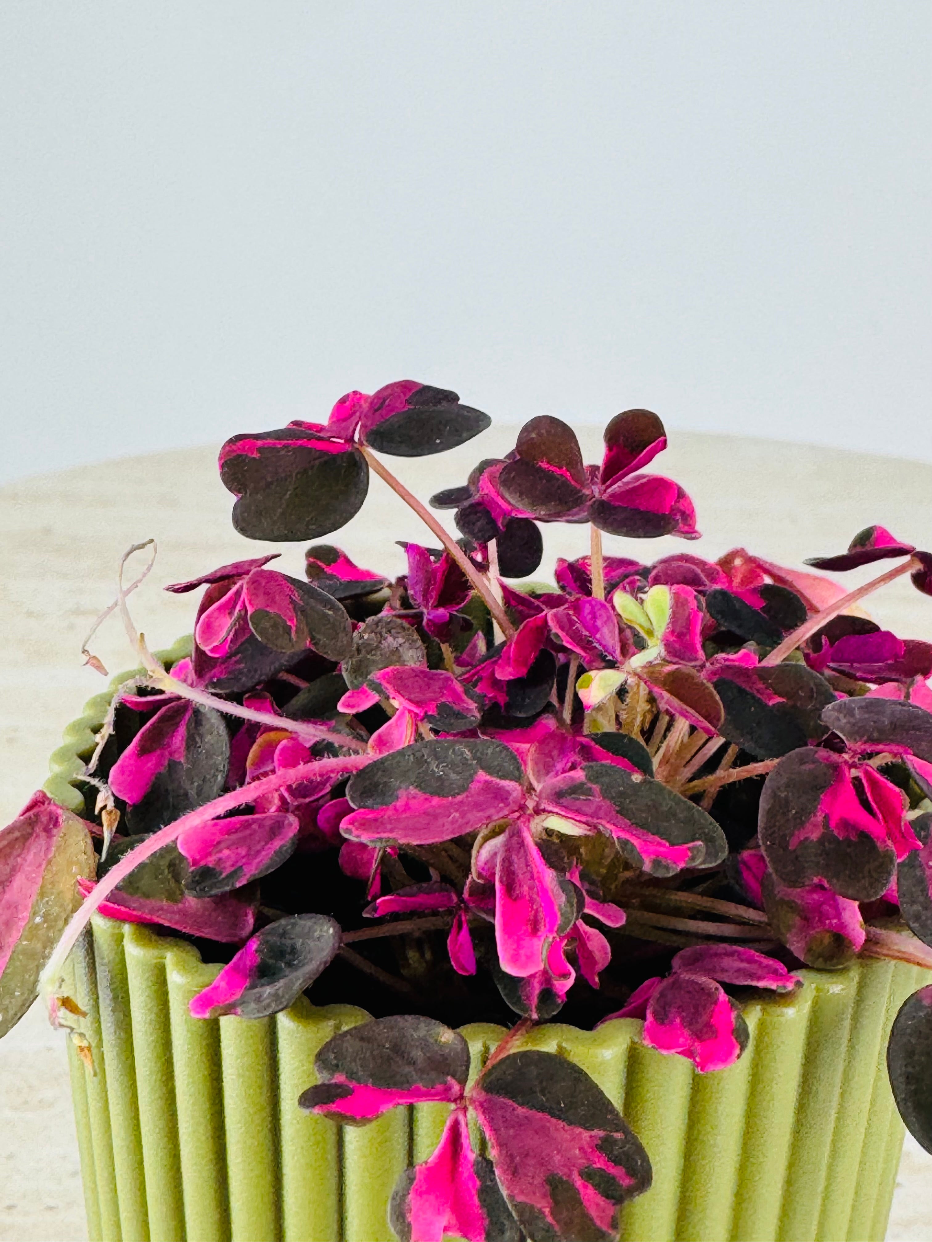 OXALIS CRAZY PLUM 6CM