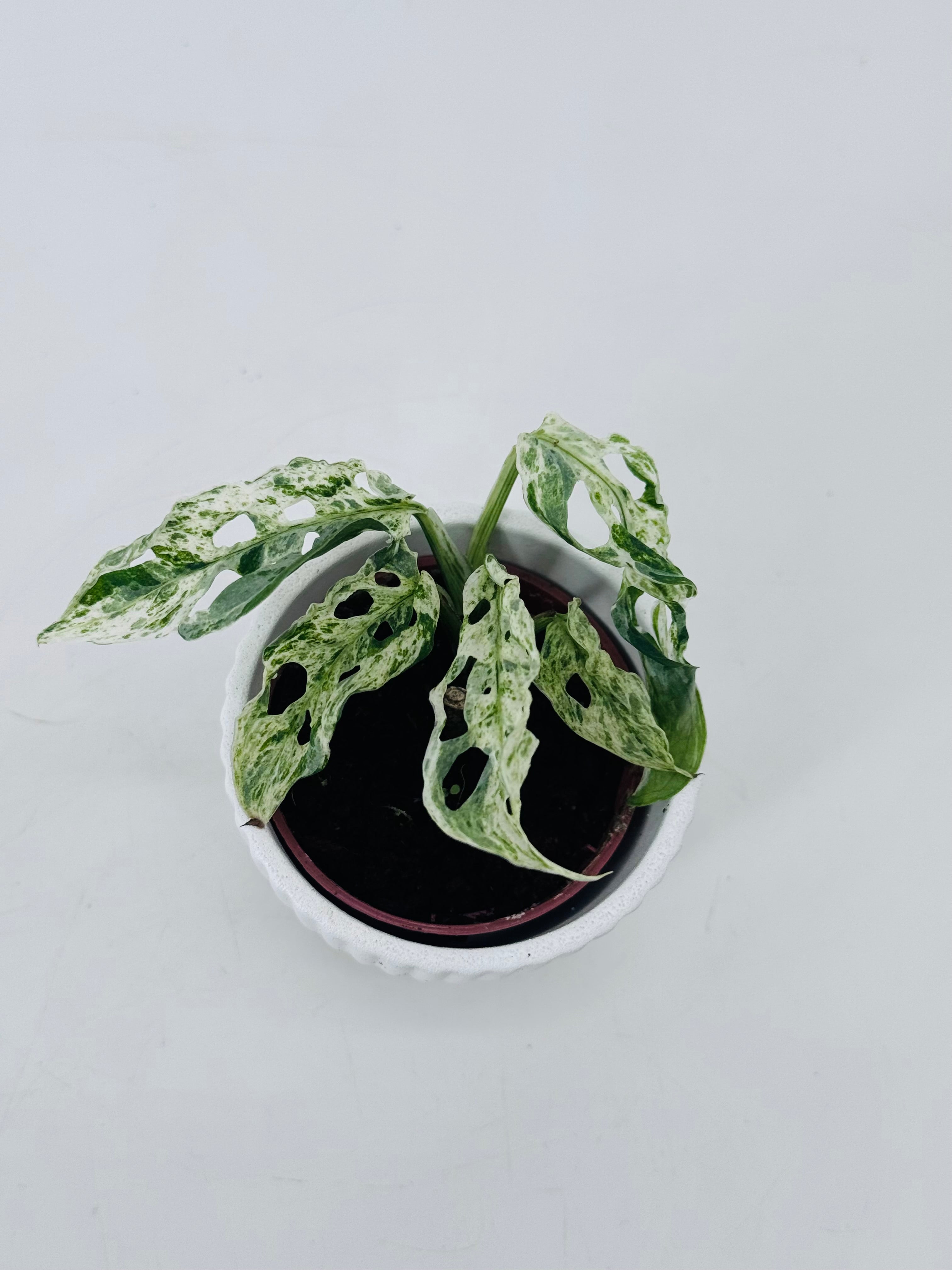 MONSTERA FROZEN FRECKLES M6