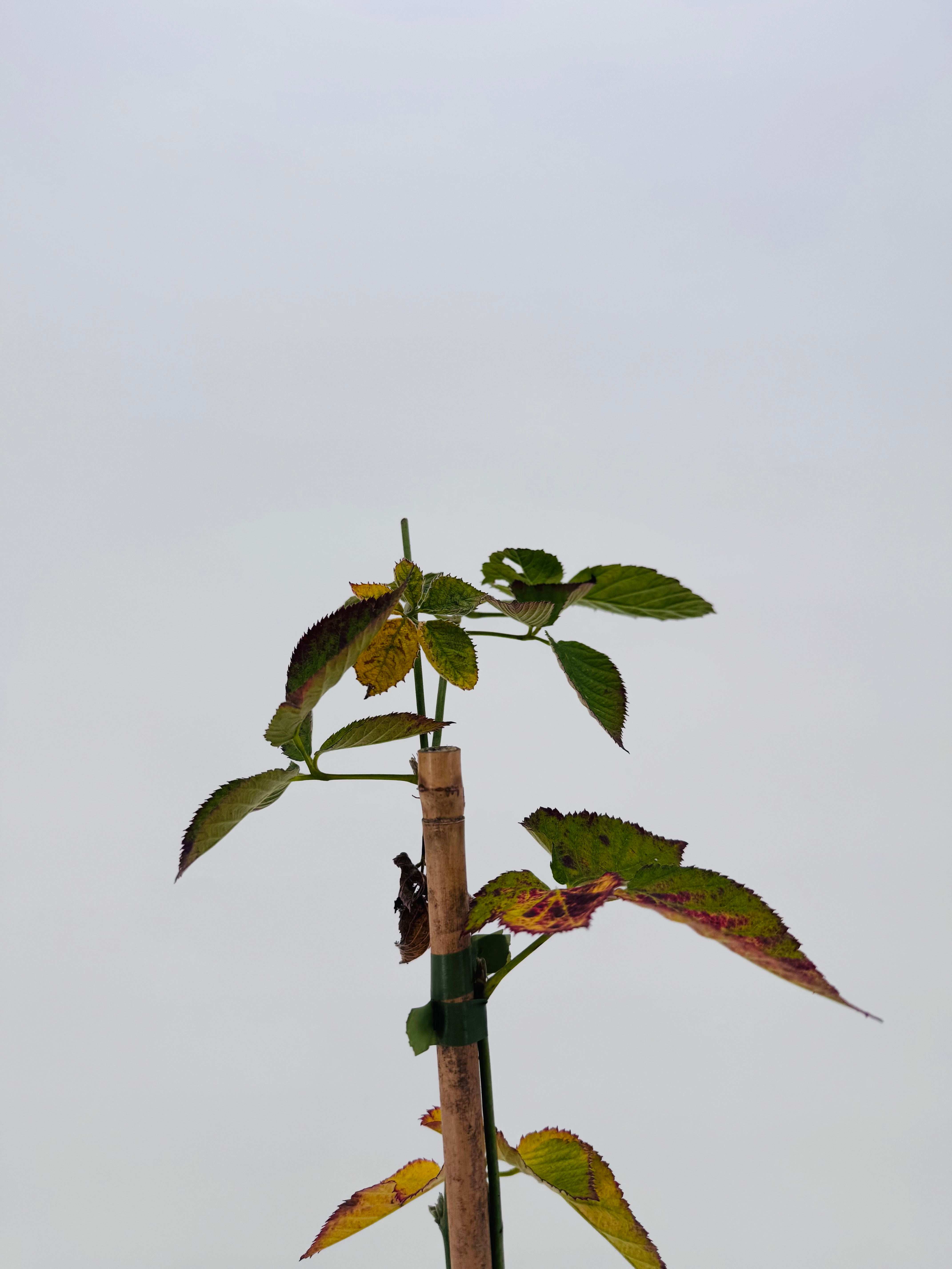 MORA NEGRA 3L RUBUS FRUTICOSUS