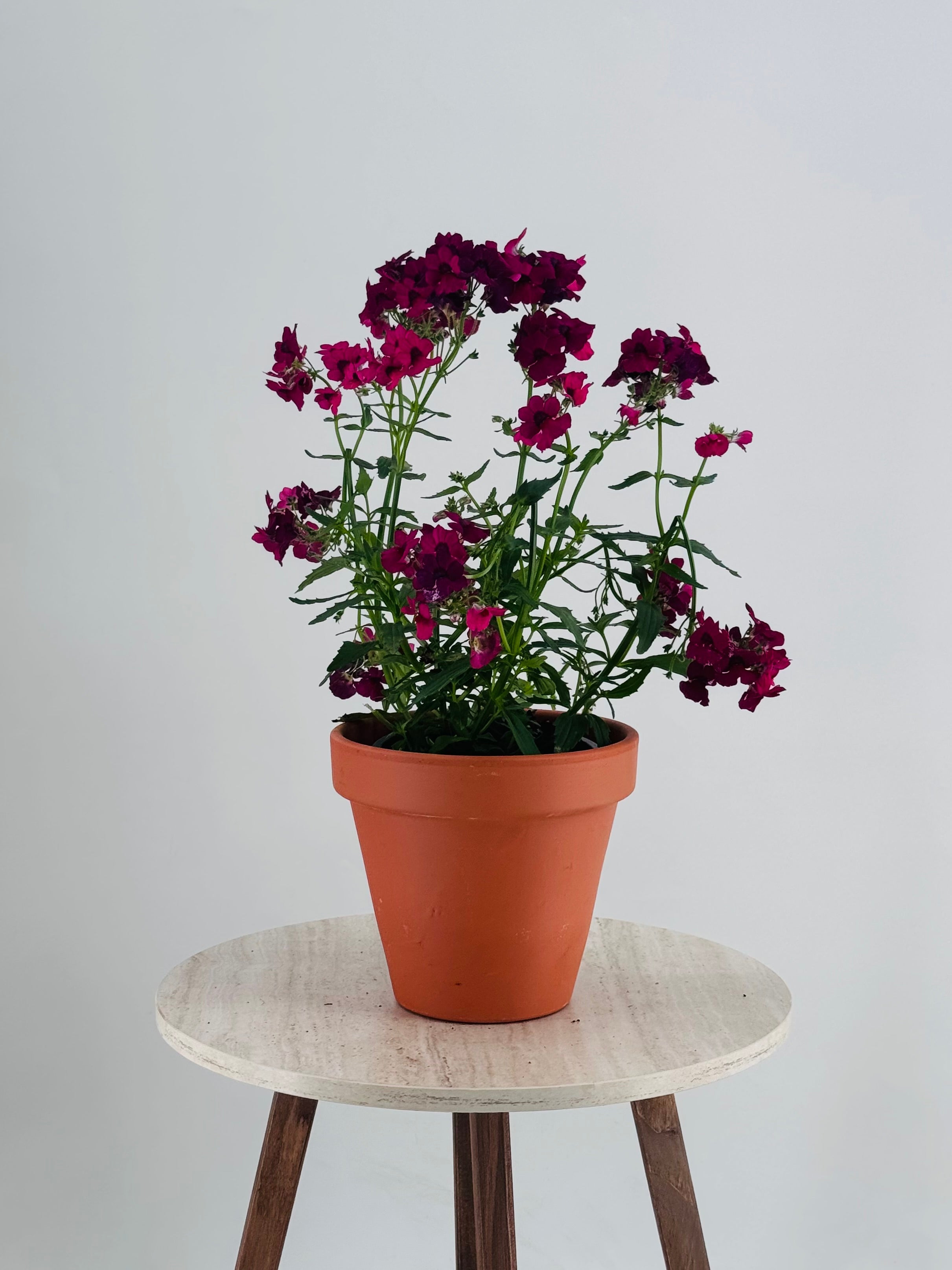 NEMESIA M13