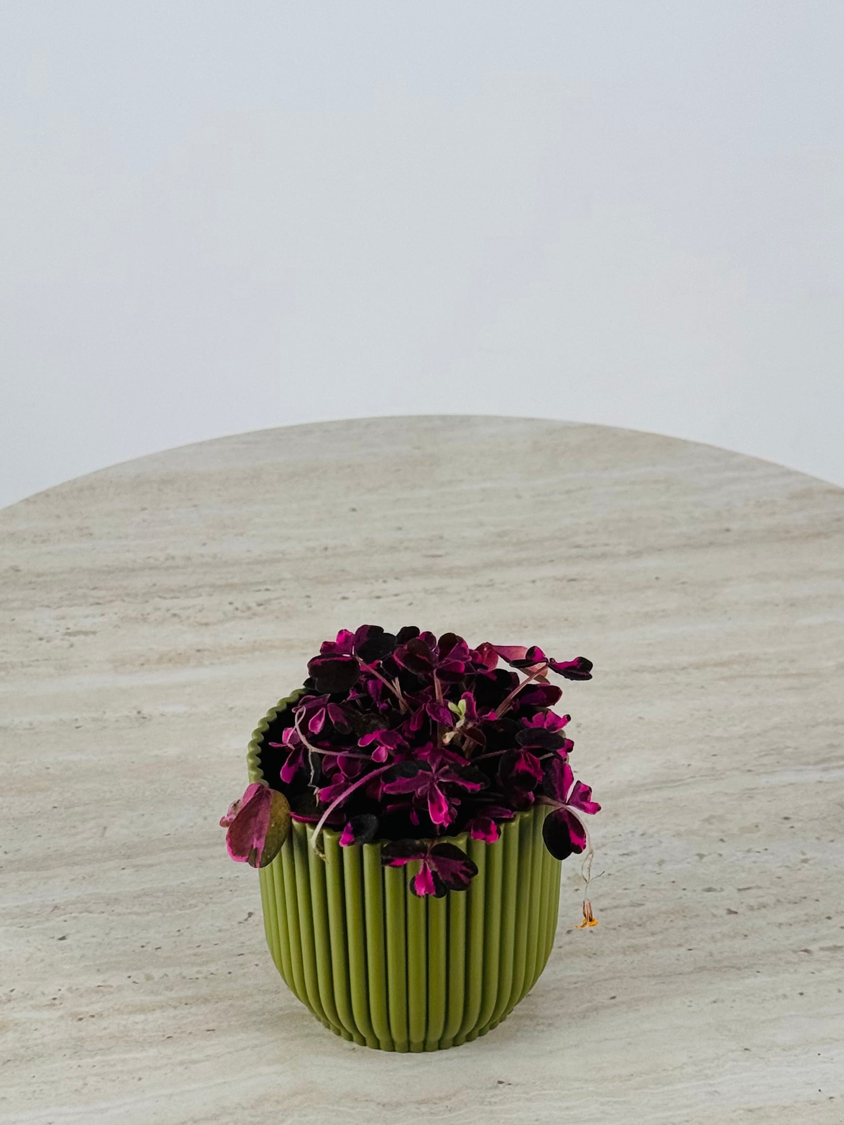 OXALIS CRAZY PLUM 6CM