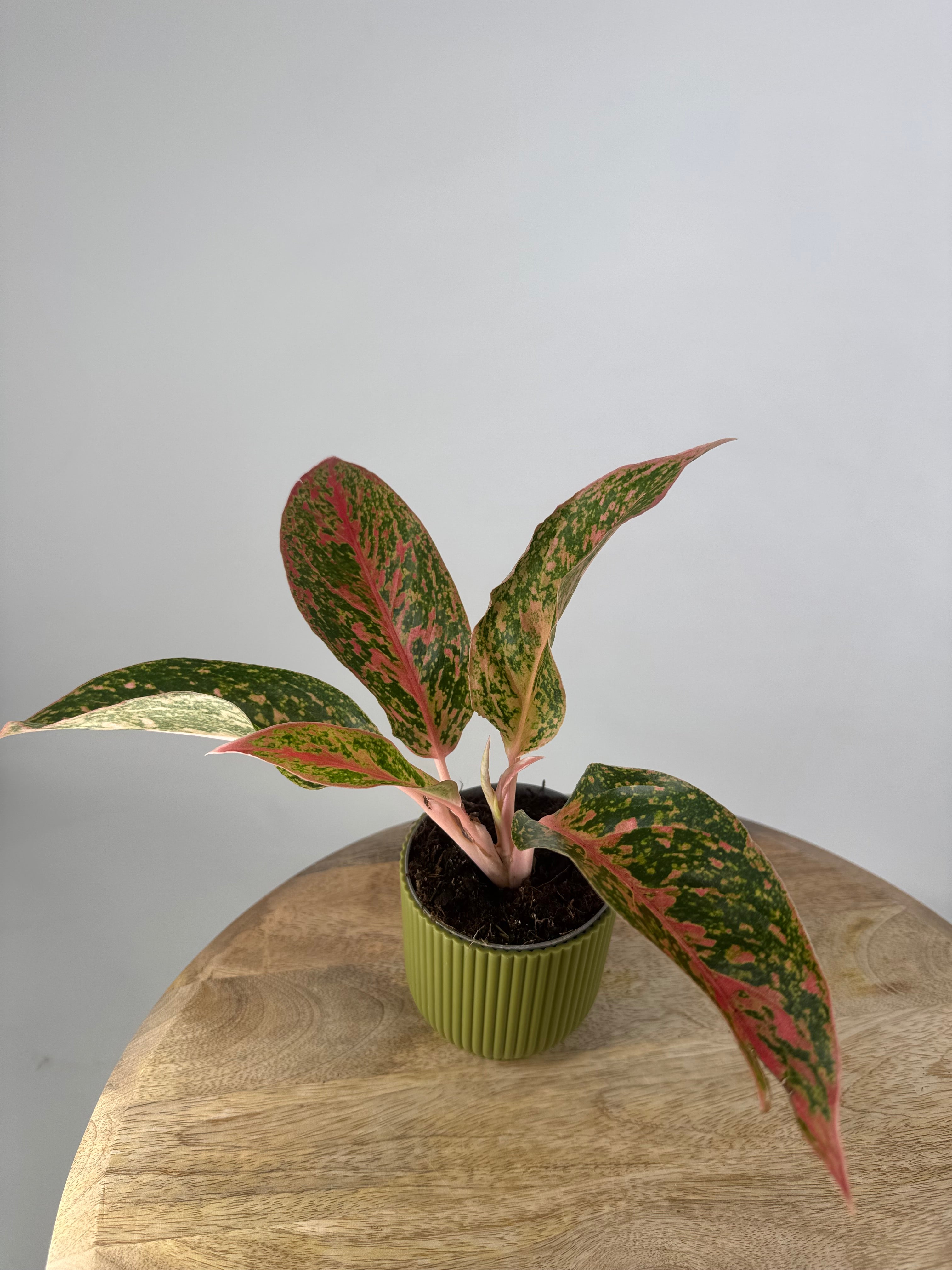 AGLAONEMA LIPSTICK ROSADO 9CM