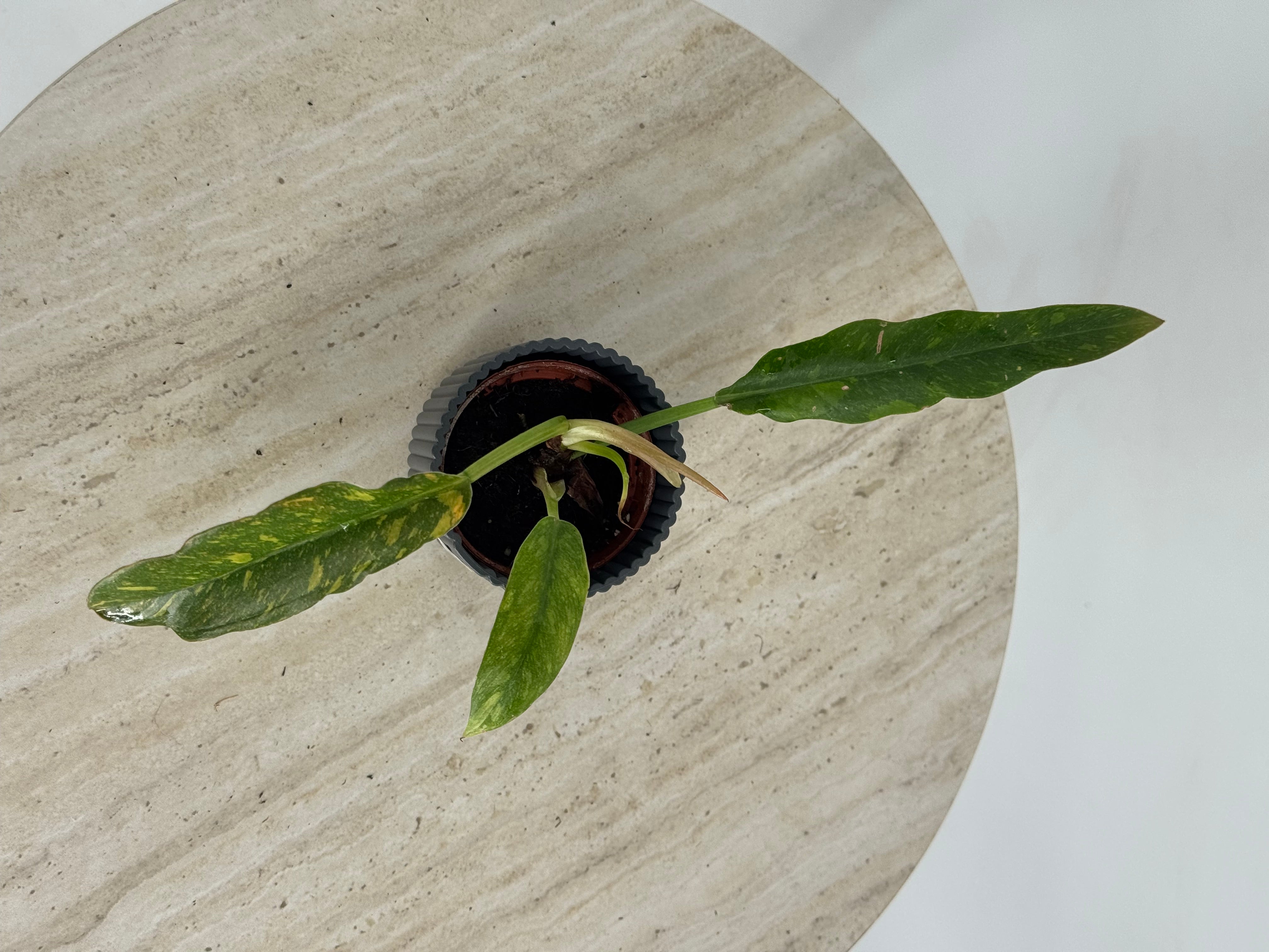PHILODENDRON MIX M6