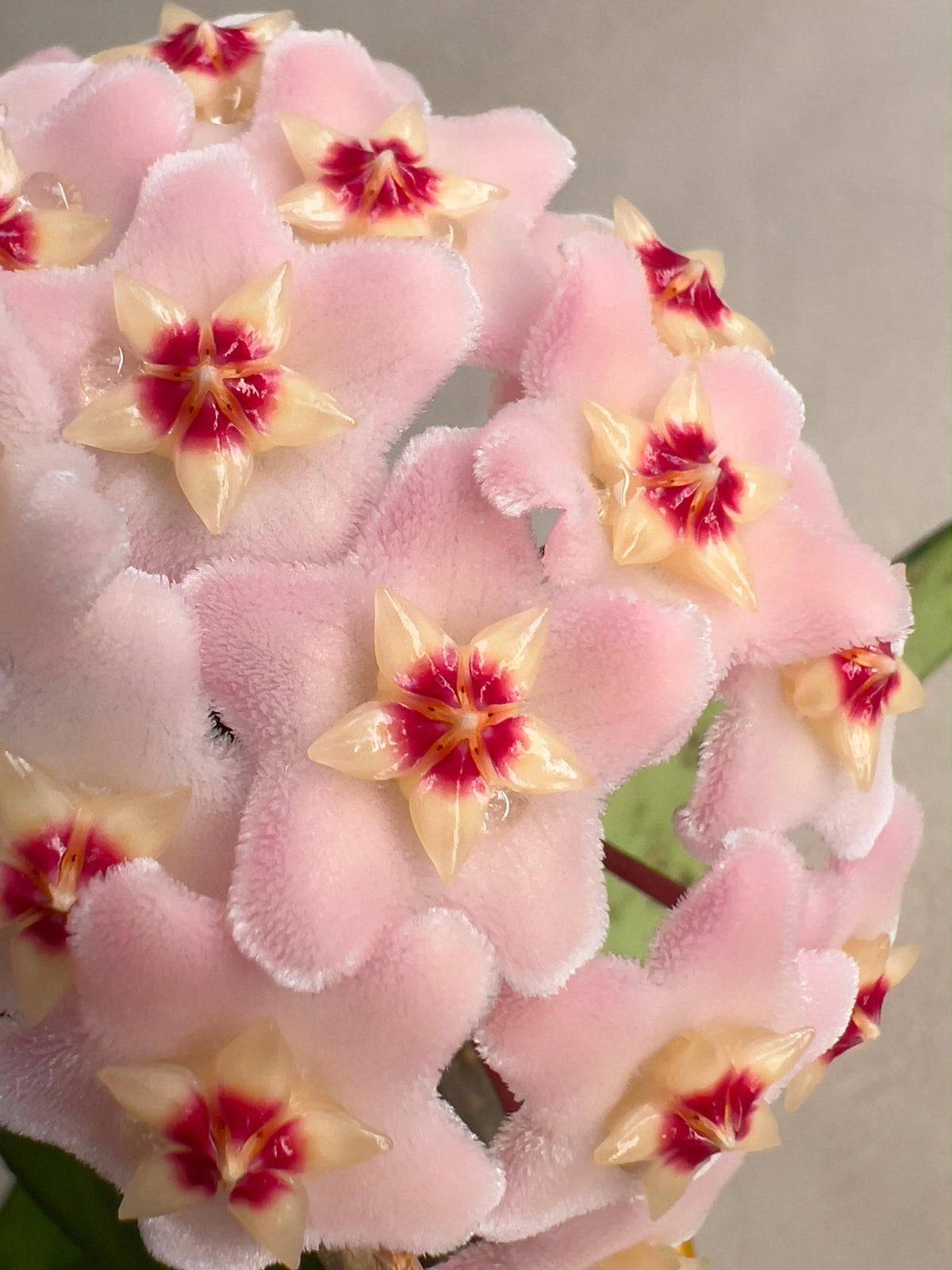 HOYA CARNOSA ARCH