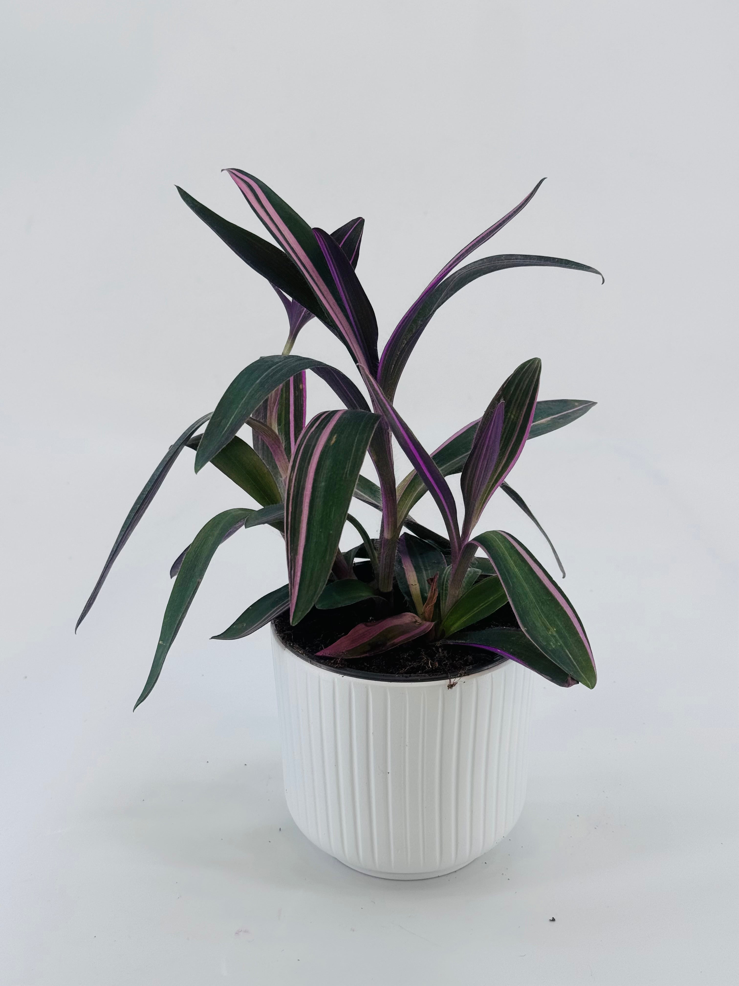 TRADESCANTIA PINK PARADAISE M10.5