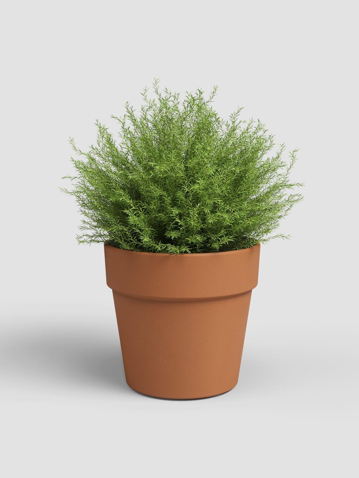 MACETA ANCHA AMÁLIA 19CM NATURAL