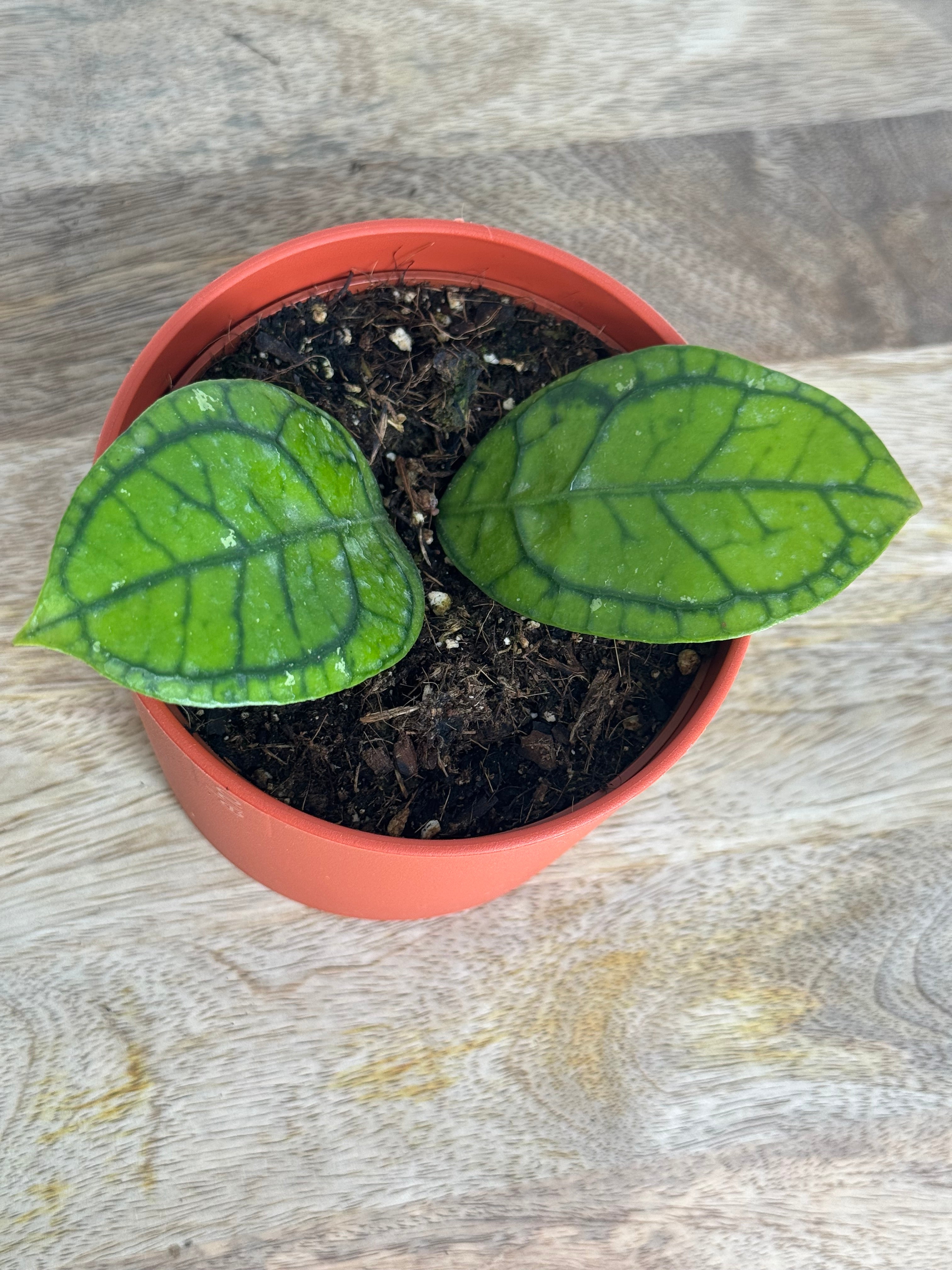 HOYA RANAUENSIS M10,5