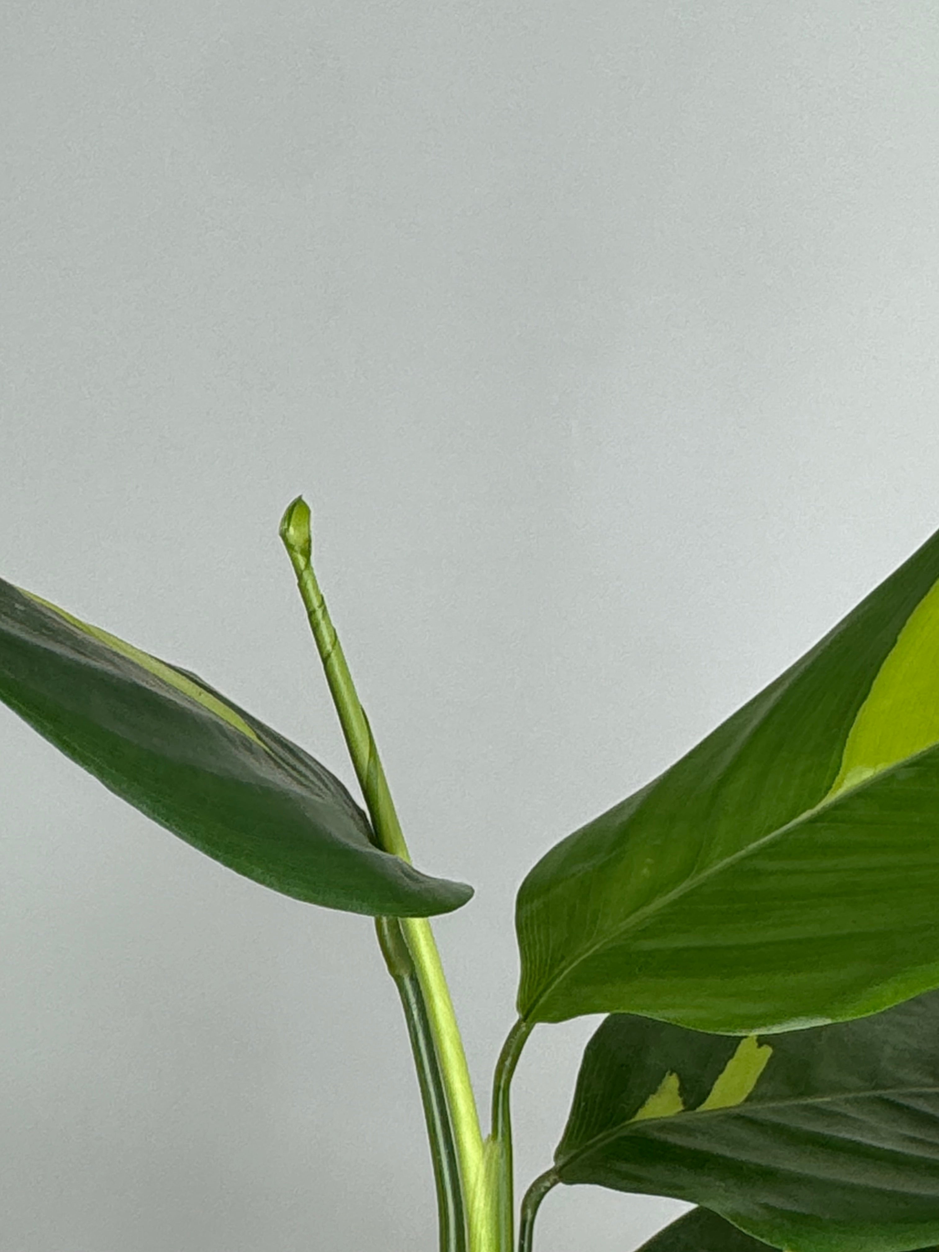 CALATHEA PILOSA M12