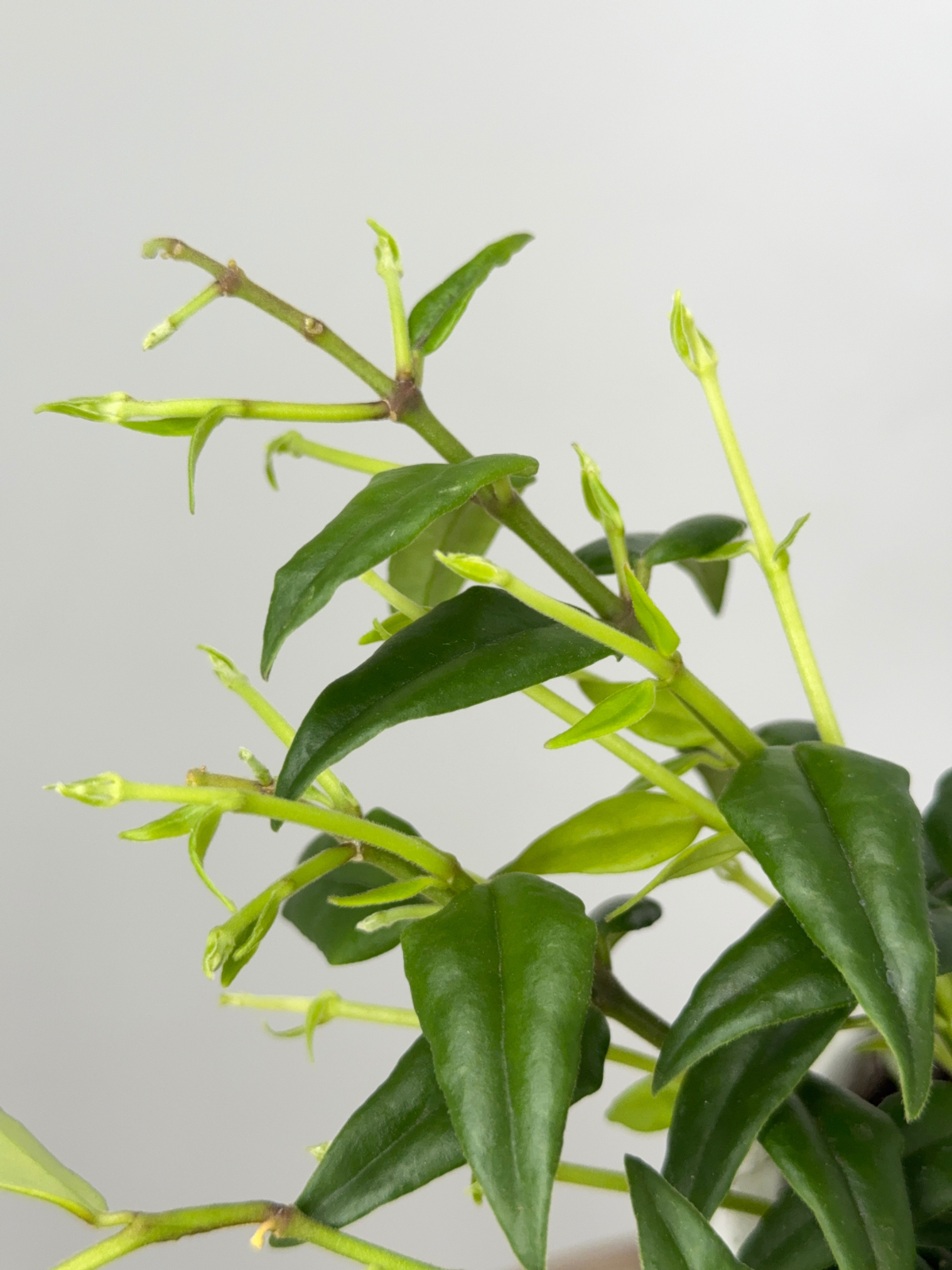 HOYA BELLA M22