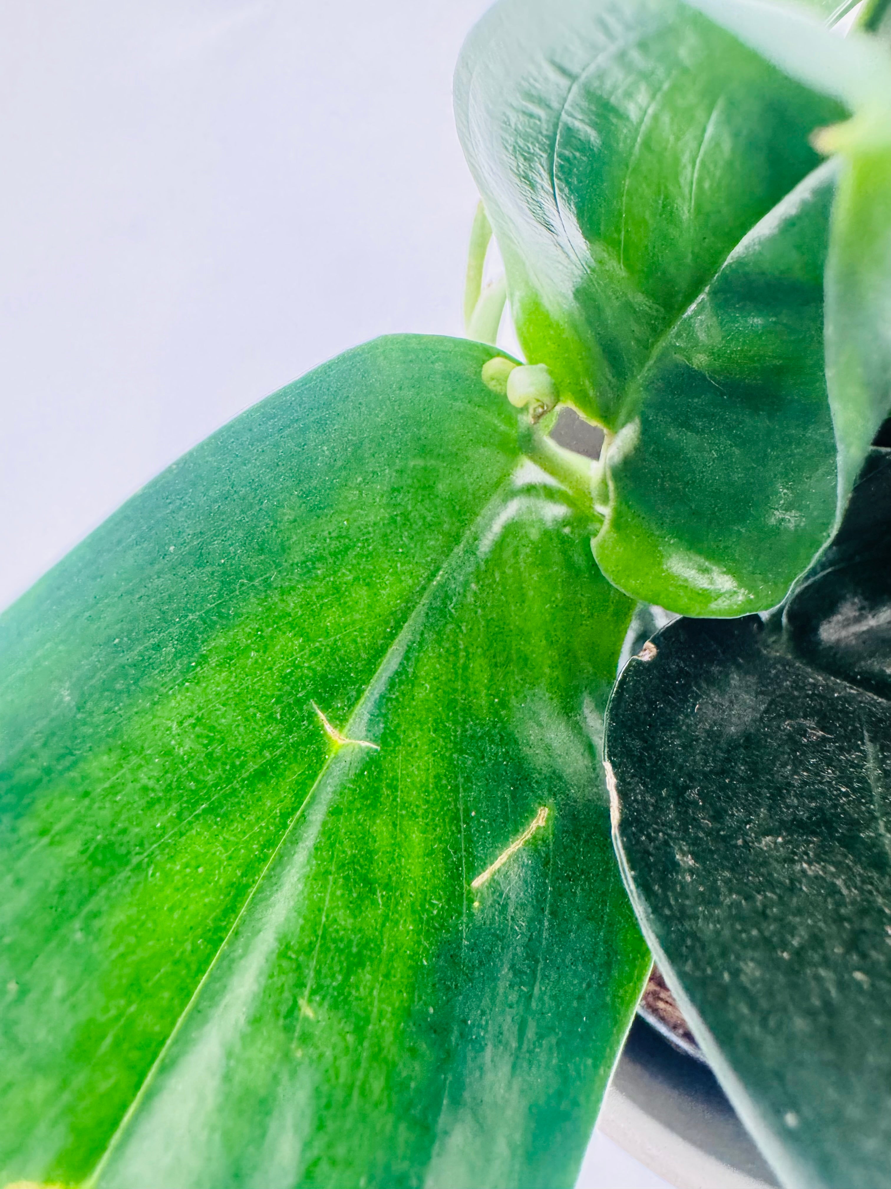 SCINDAPSUS TREUBII DARK FORM M12