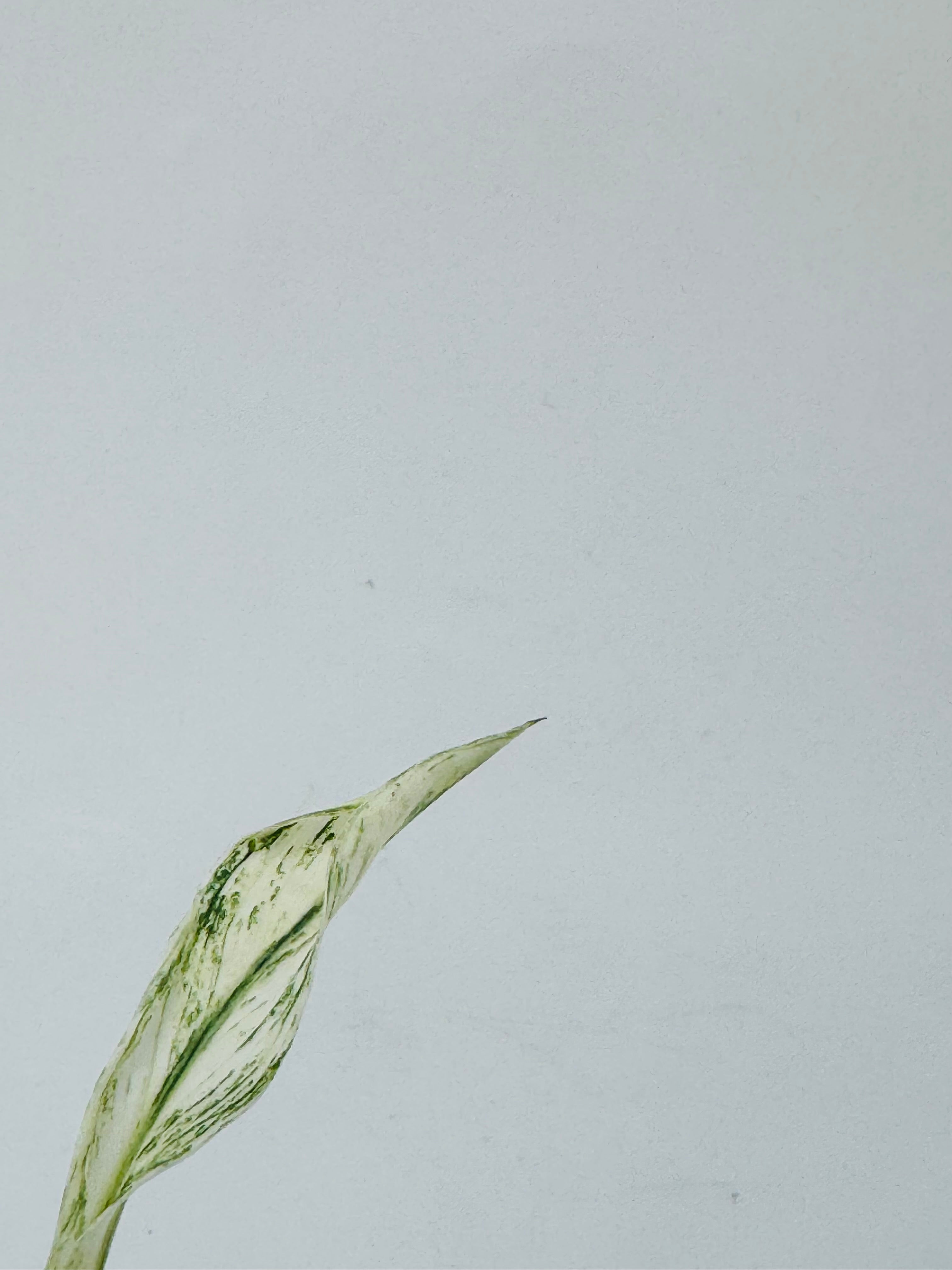 SPATHIPHYLLUM SENSATION VARIEGATA M6