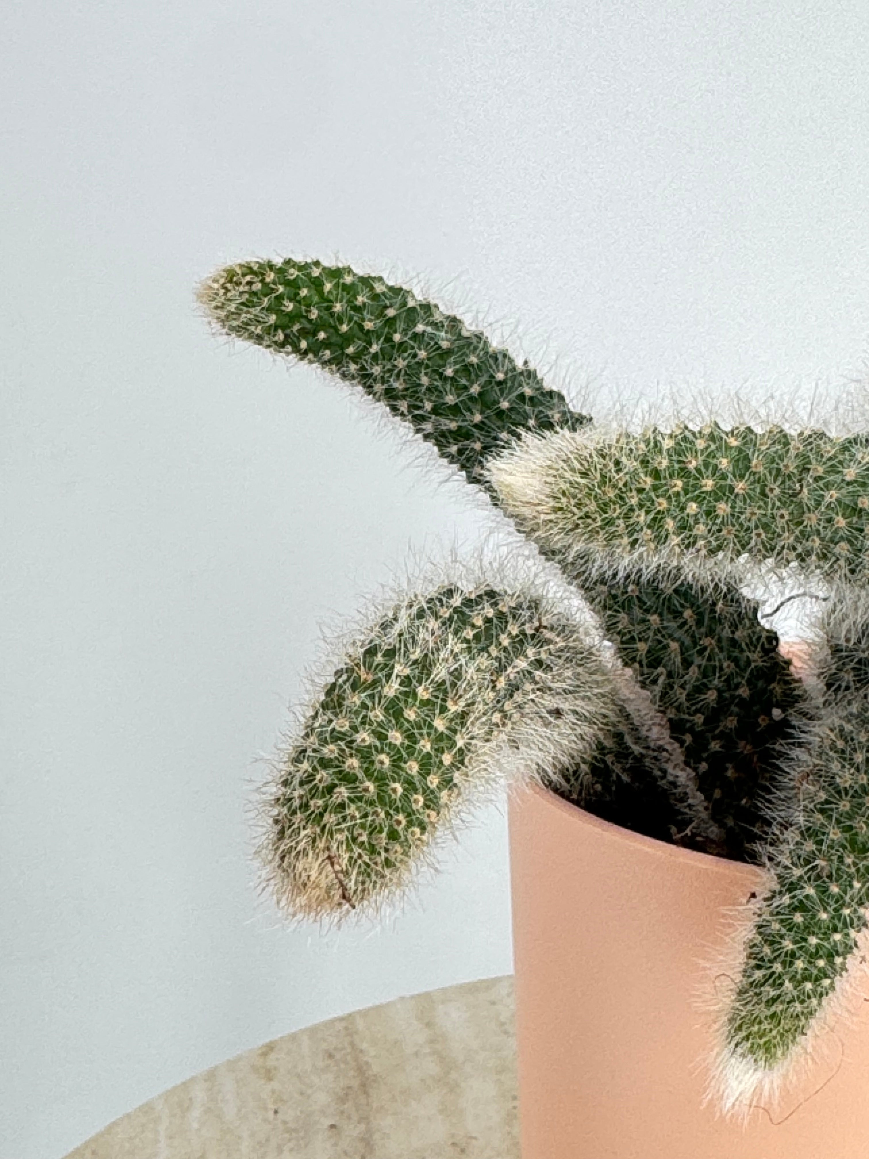 Cactus Cola de Mono con tallos verdes cubiertos de espinas blancas y sedosas en una maceta color terracota.