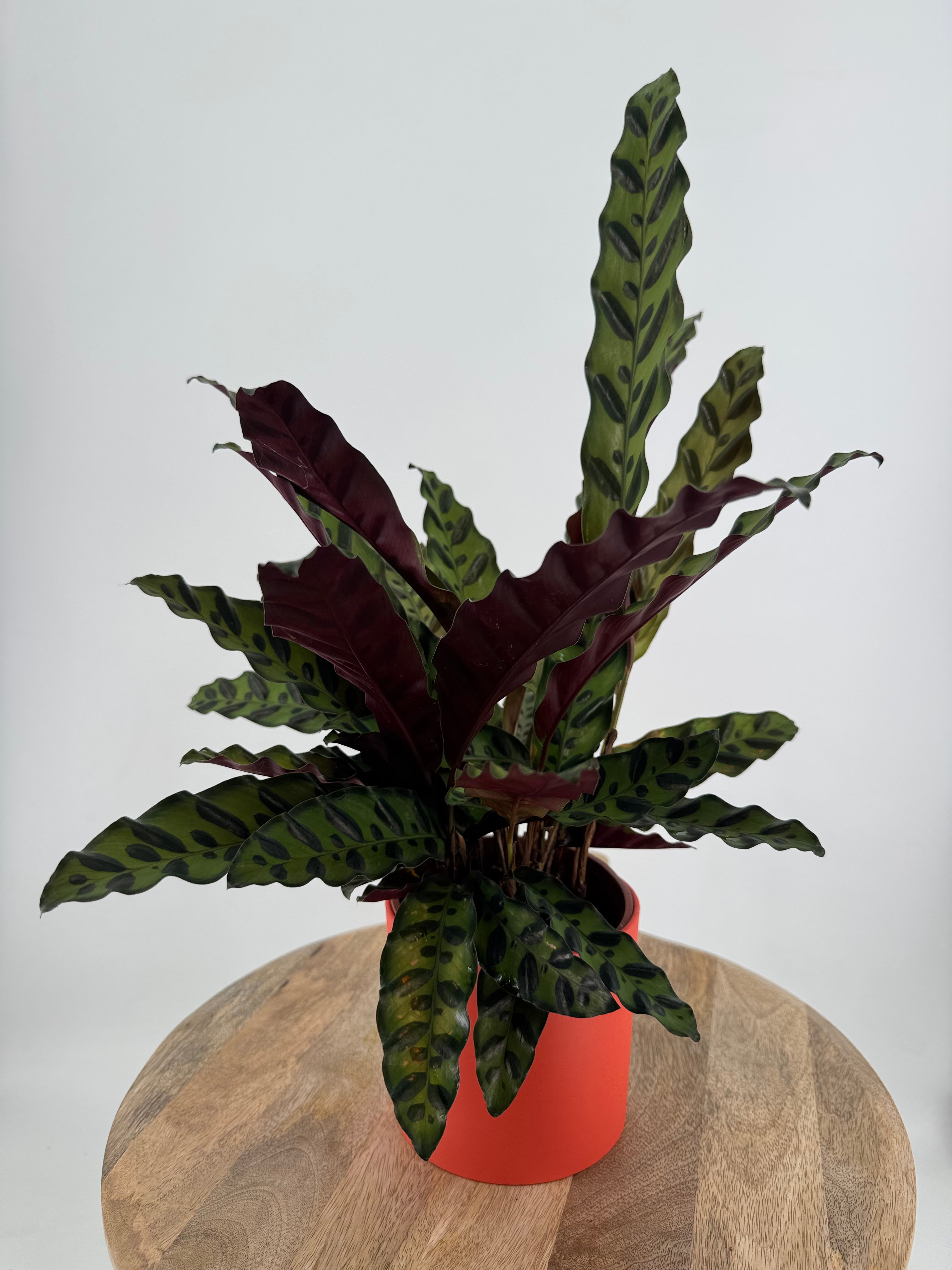 CALATHEA INSIGNE LACTIFOLIA M14