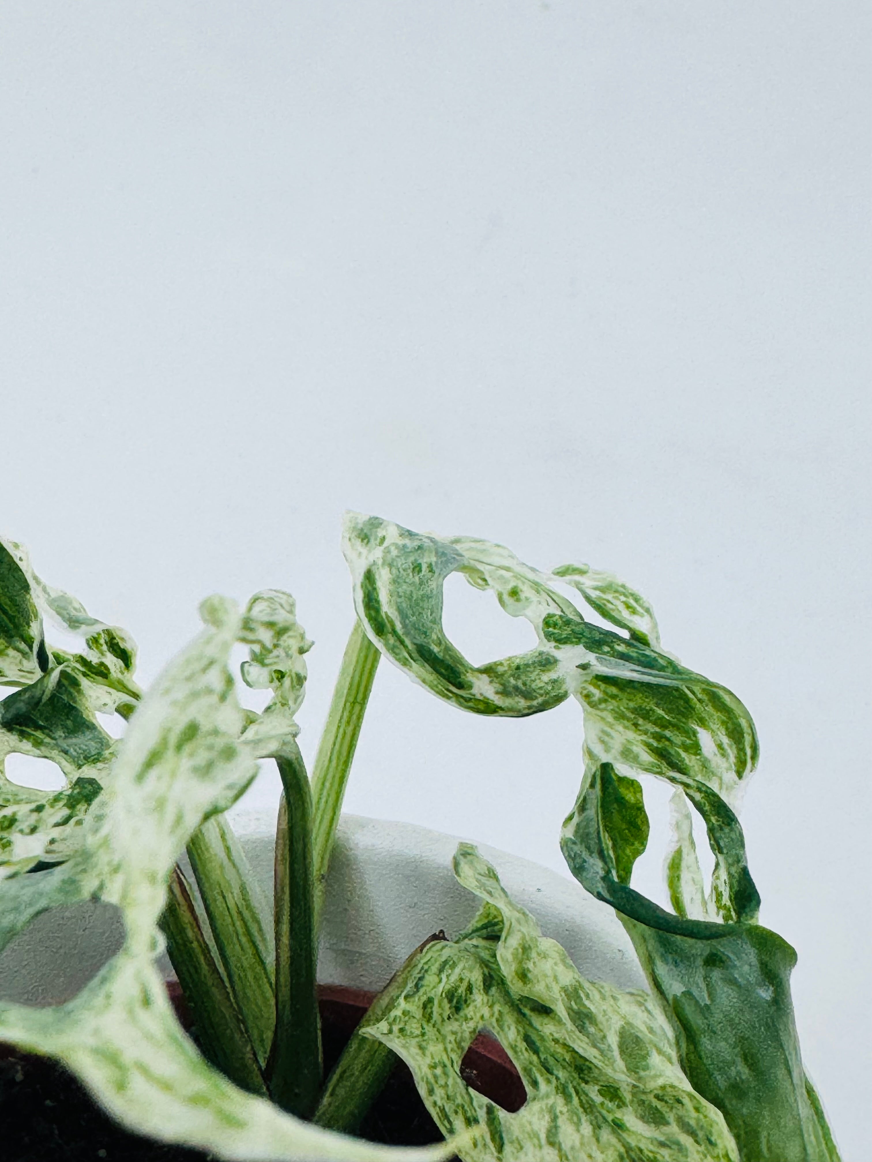 MONSTERA FROZEN FRECKLES M6