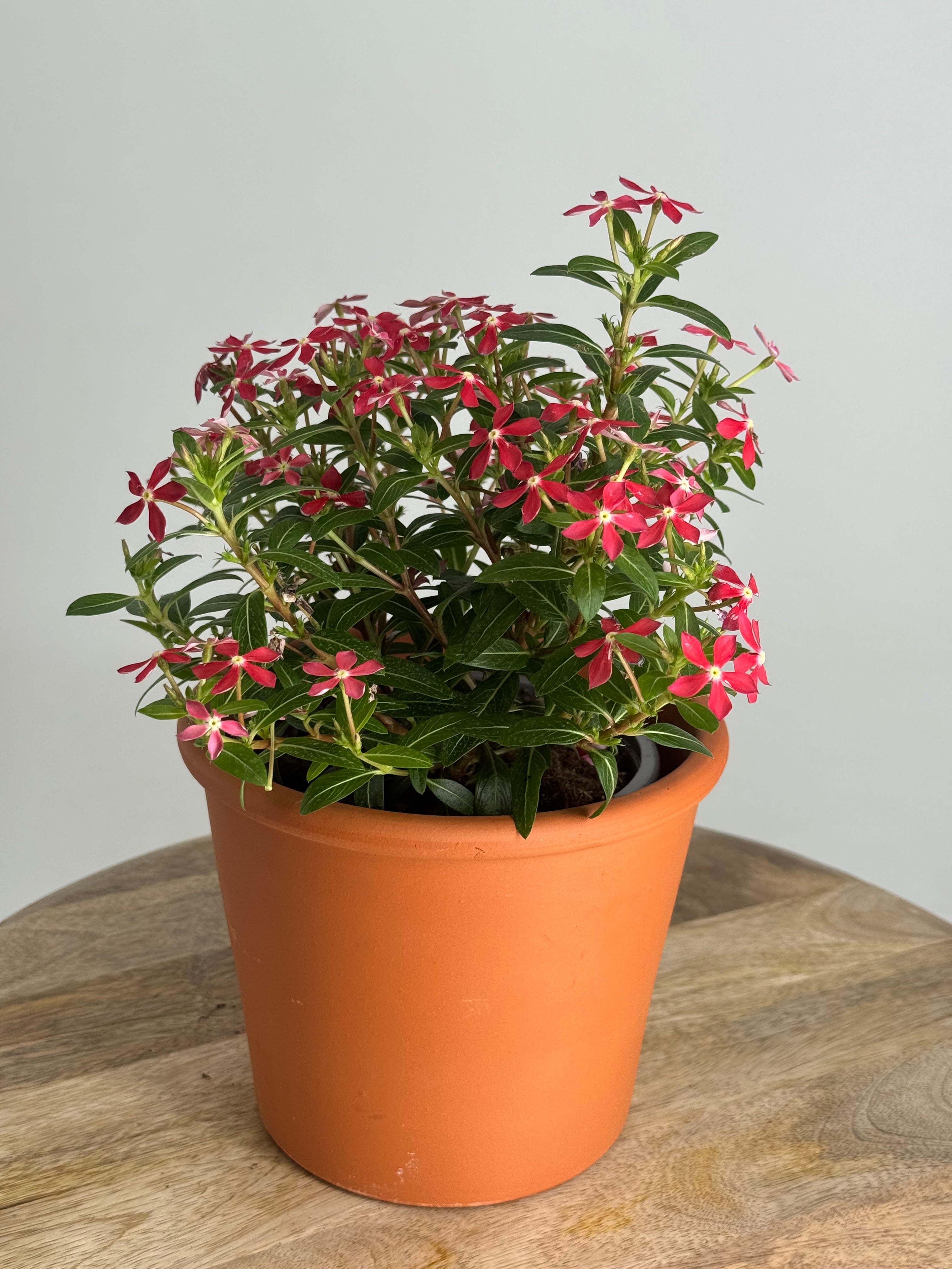 CATHARANTHUS SOIREE M14