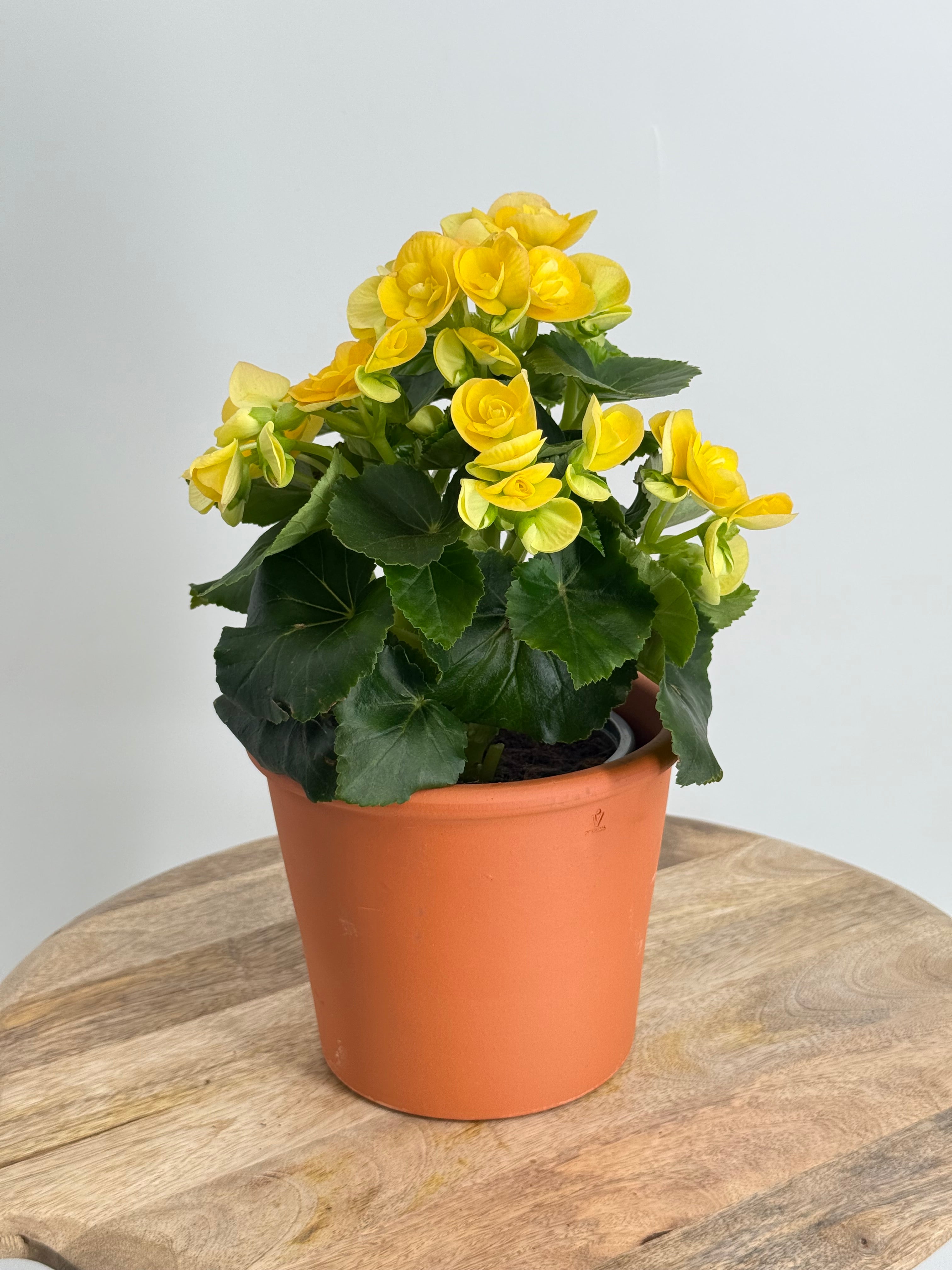 BEGONIA ELATIOR FM13