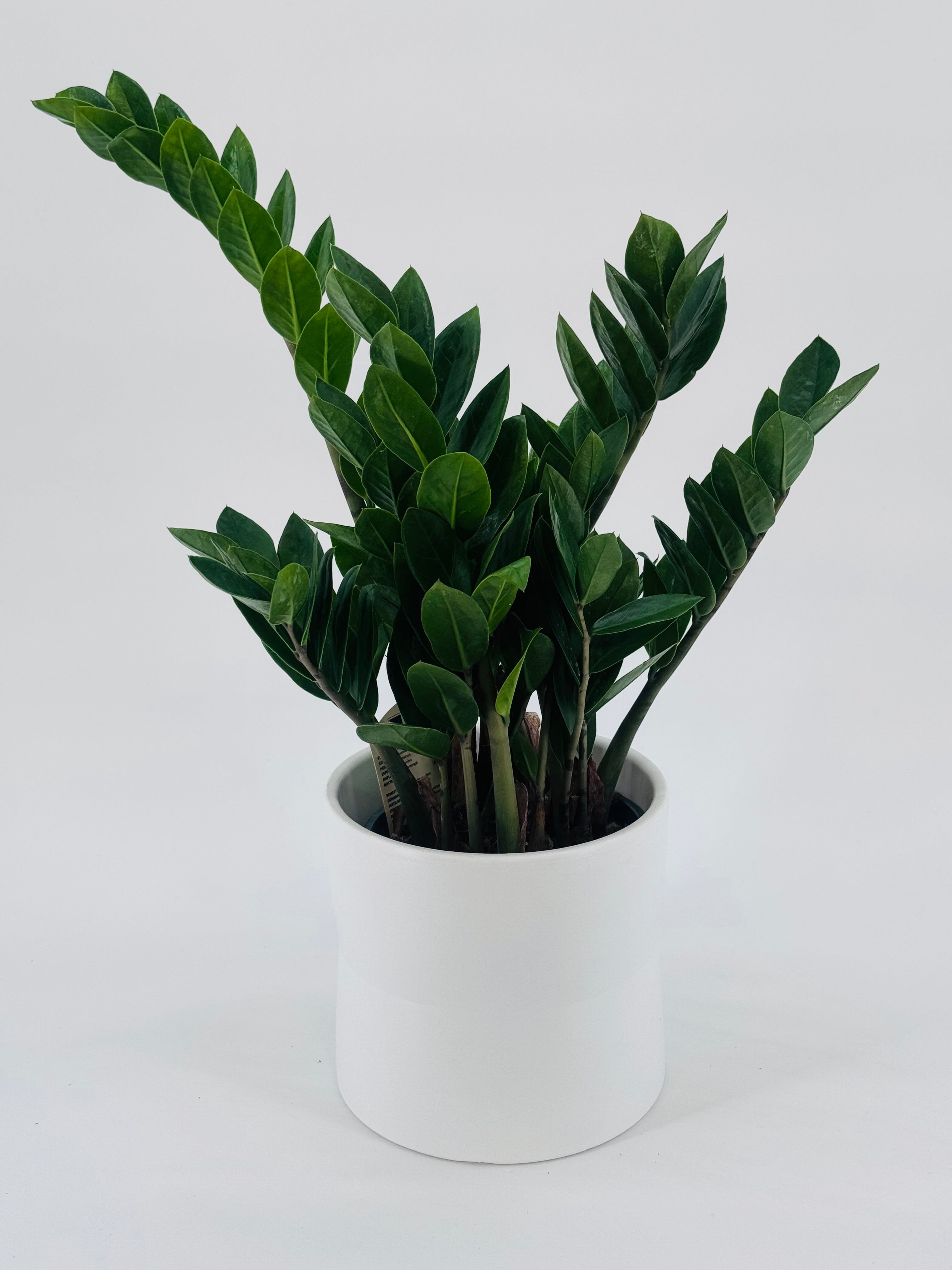 ZAMIOCULCAS C14