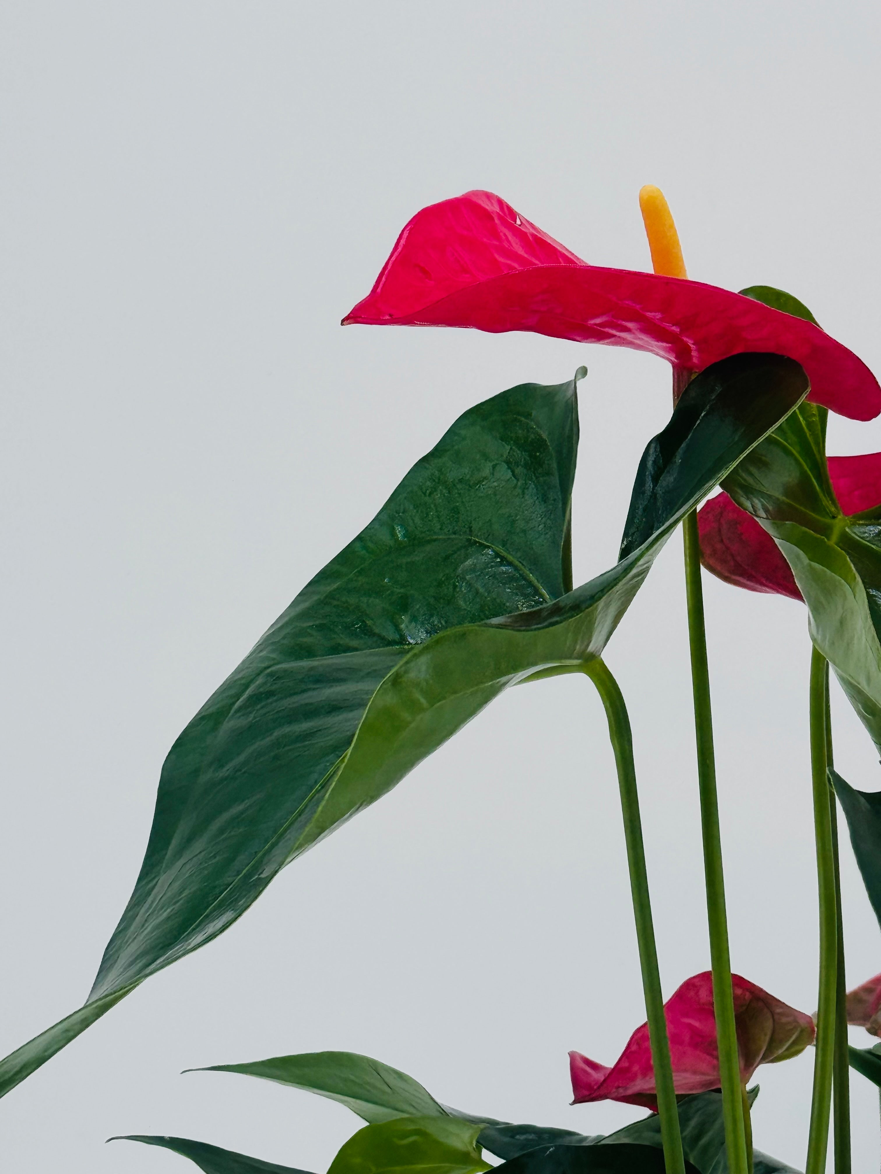 ANTHURIUM MIX M14