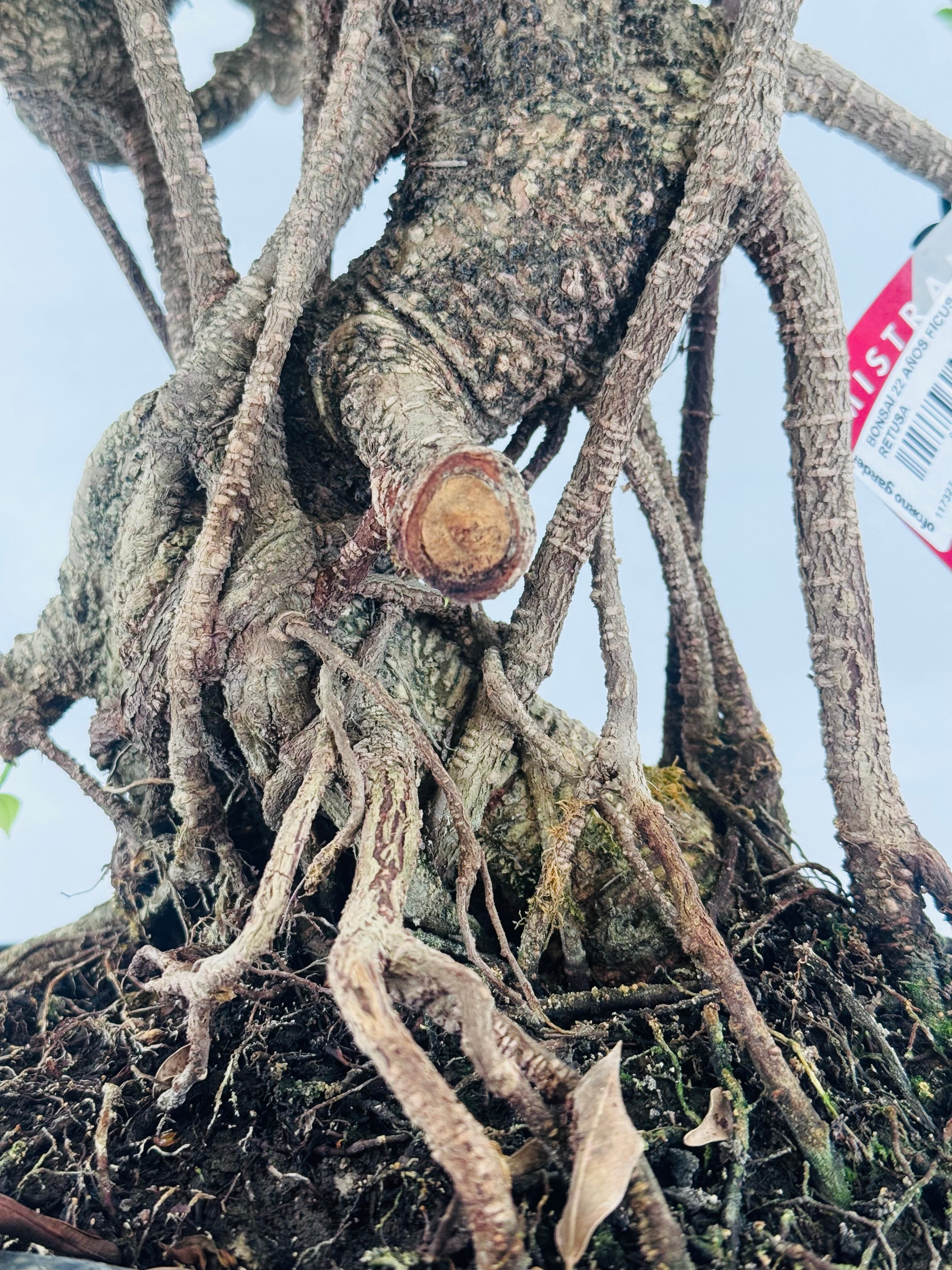 BONSAI 22 AÑOS FICUS RETUSA