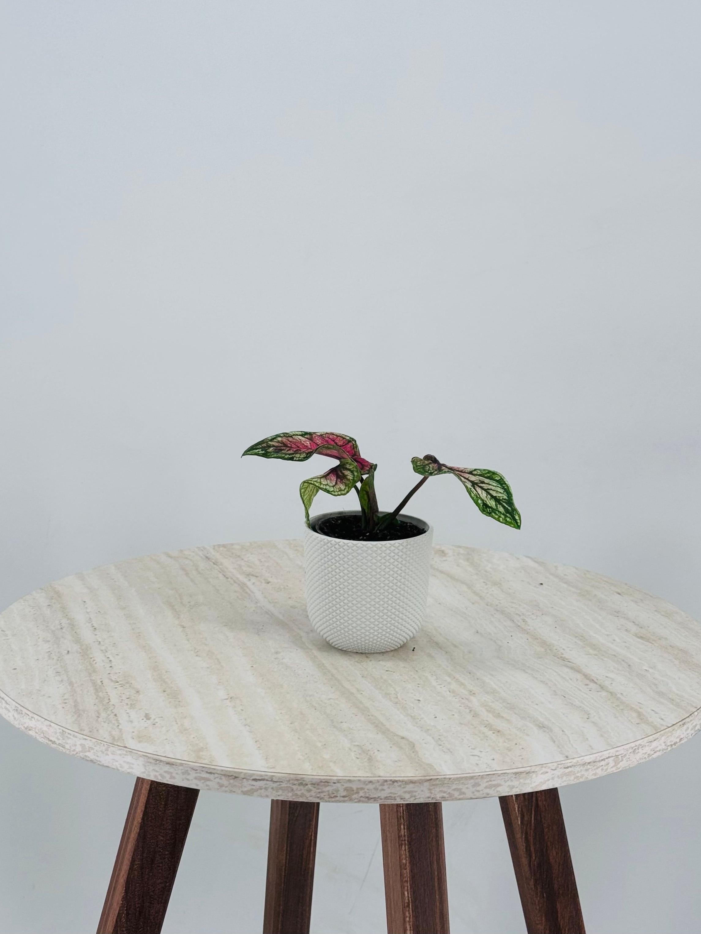 Caladium Mix M6 tropical plant in a white textured pot on a light marble table.
