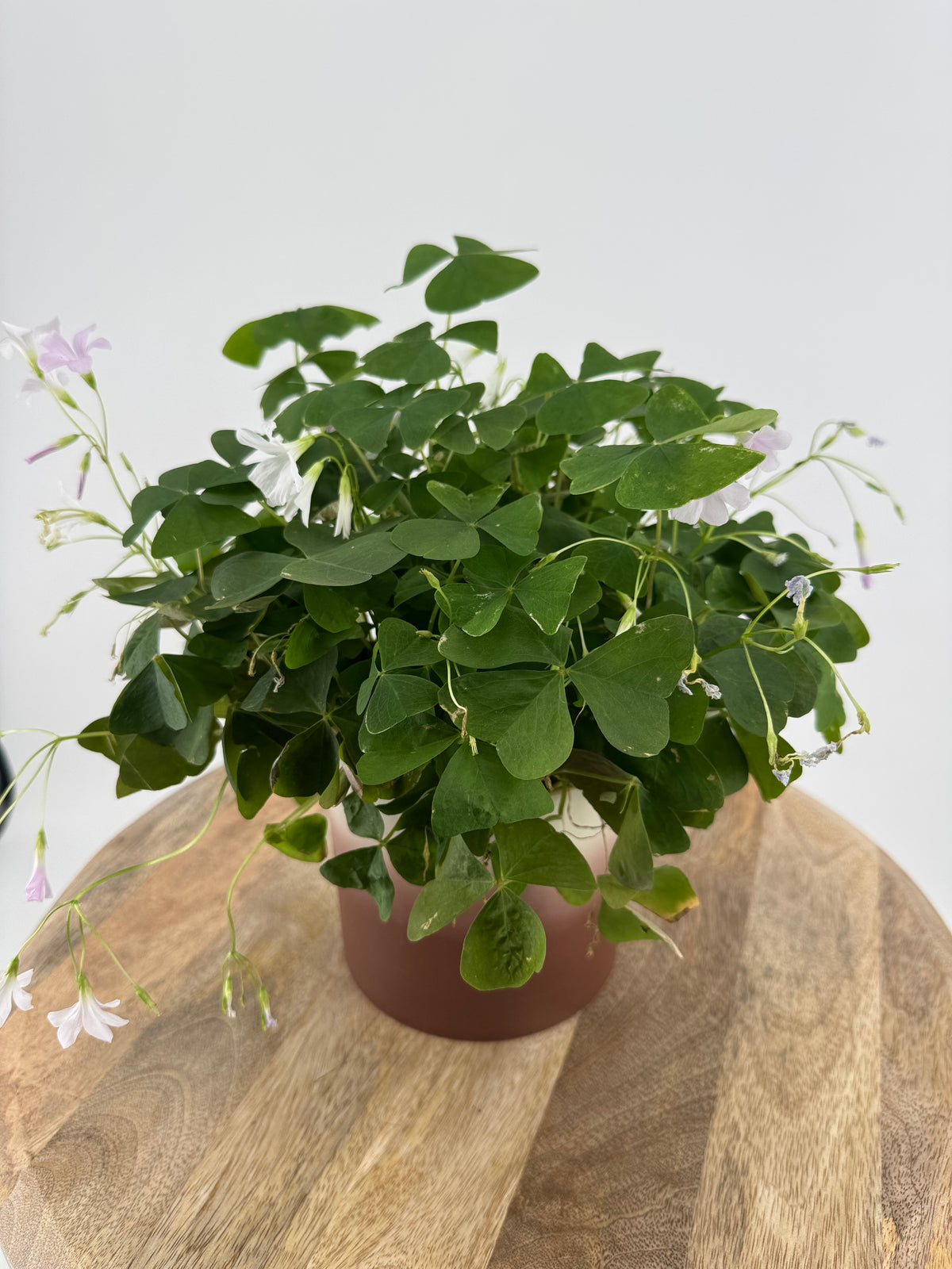 OXALIS IKIGAI PAPILIONACEA M12