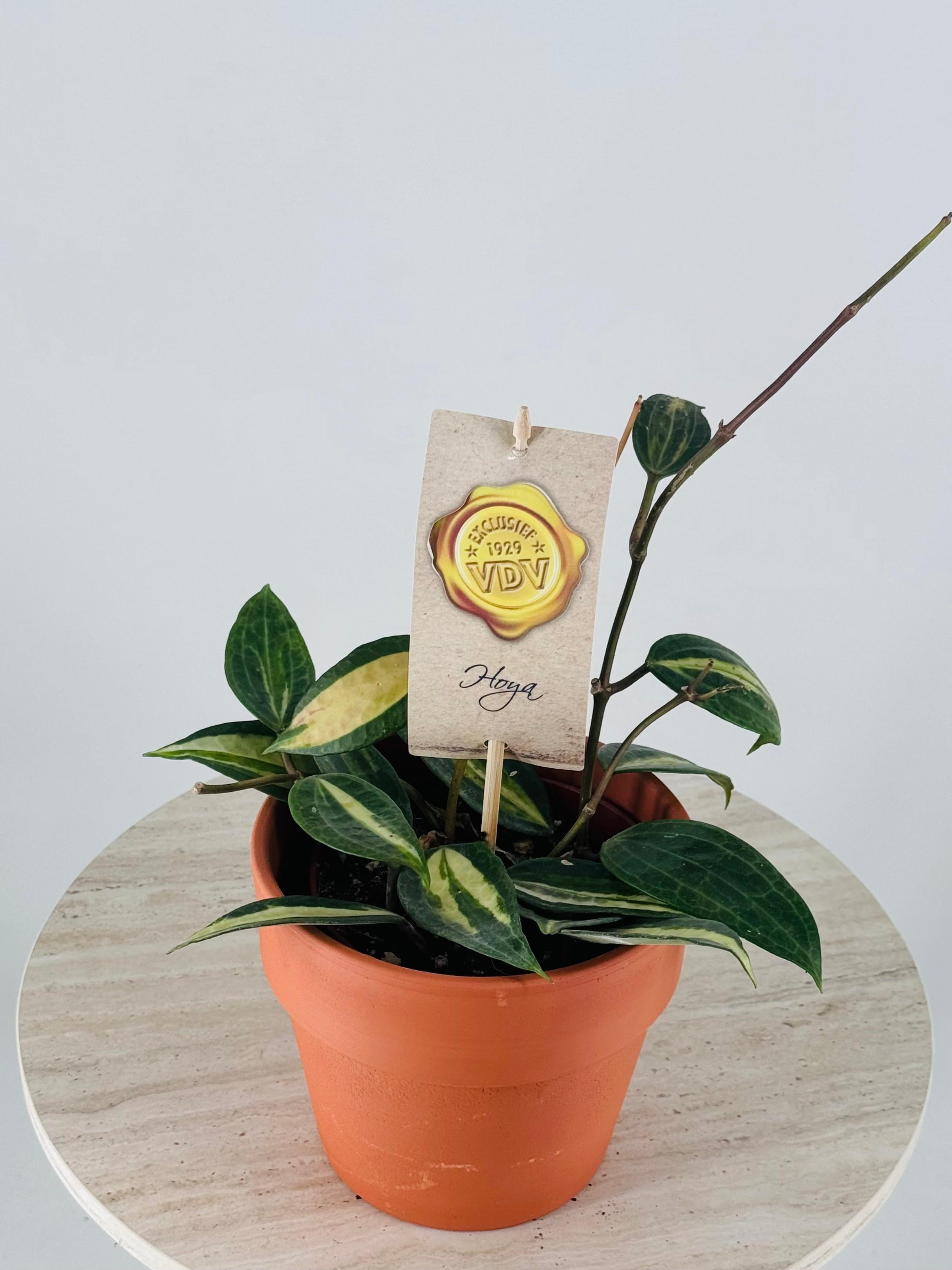HOYA LATIFOLIA OF GOLD M12